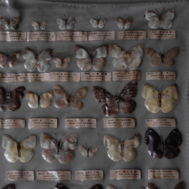 Butterfly specimens