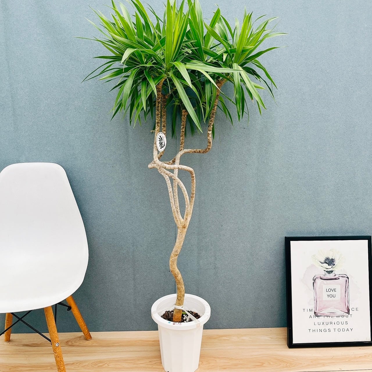 現品］【希少】☆初出品☆ 25番 ドラセナ ナビー 龍 8号 観葉植物 大型