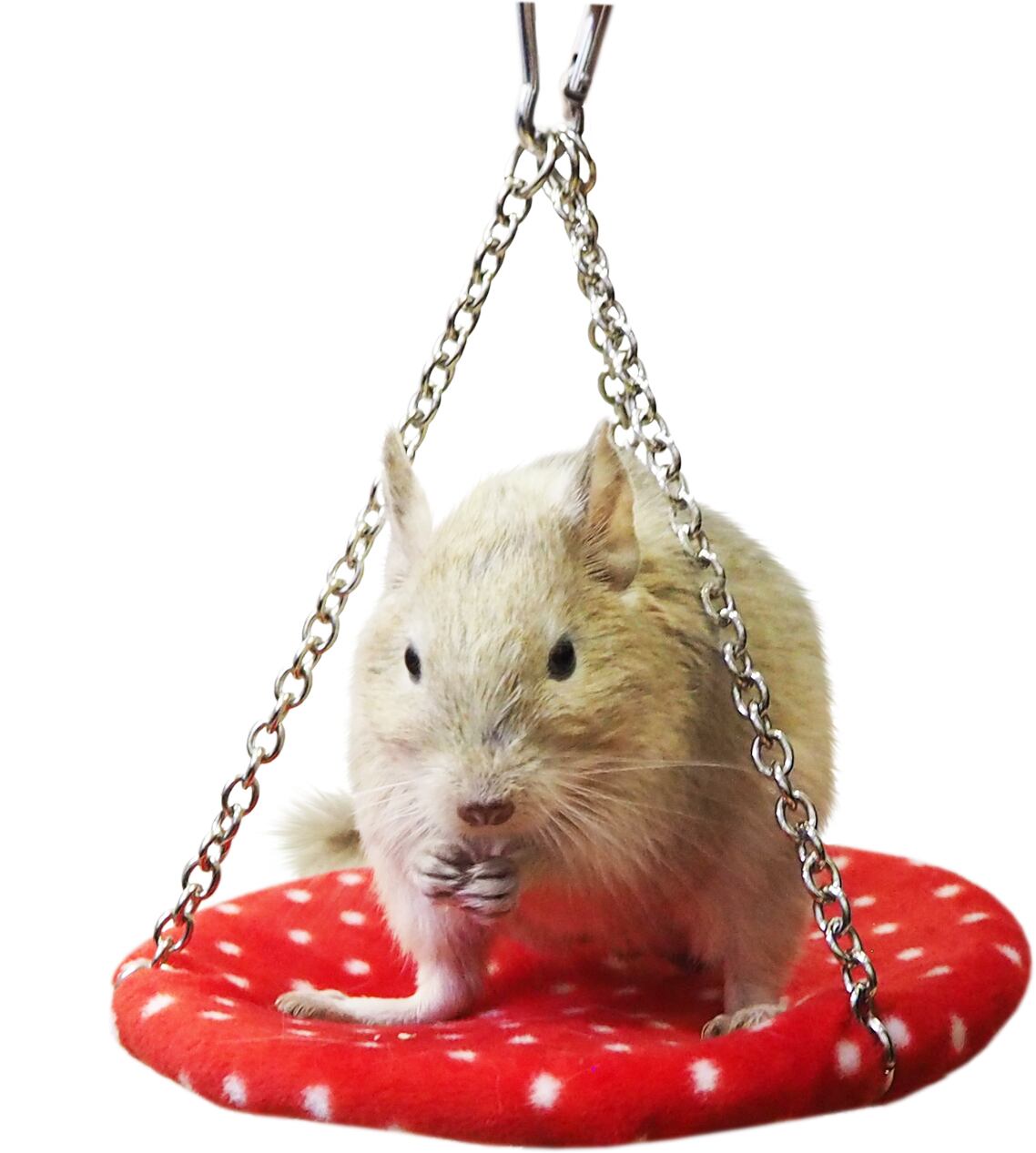 【小動物用品】ミニアニマル トランポリン