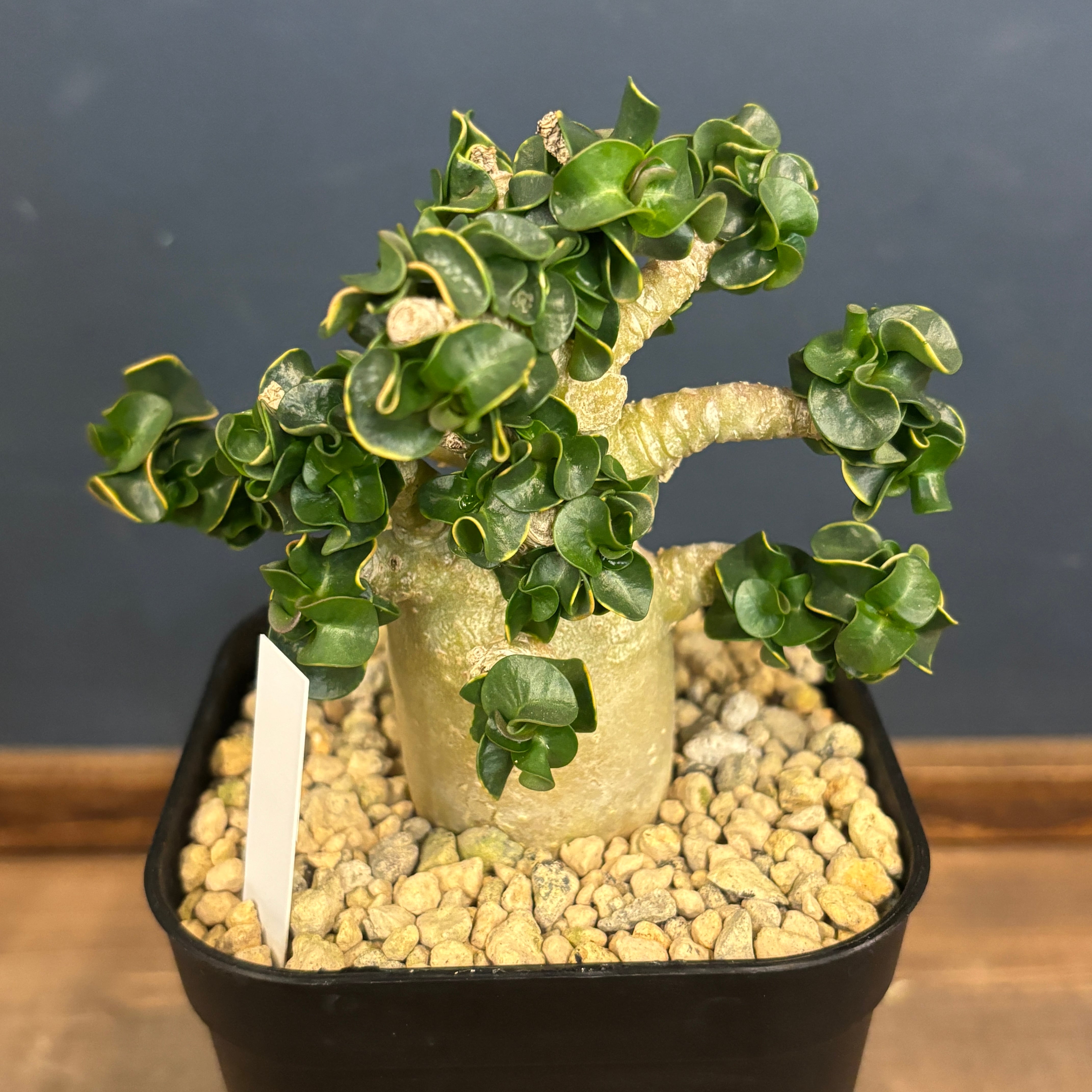 専用　獅子葉アデニウムセット。 アデニウム アラビカム（アラビクム）獅子葉【791】 | PROTOLEAF