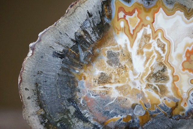 珪化木 Araucarioxylon 28