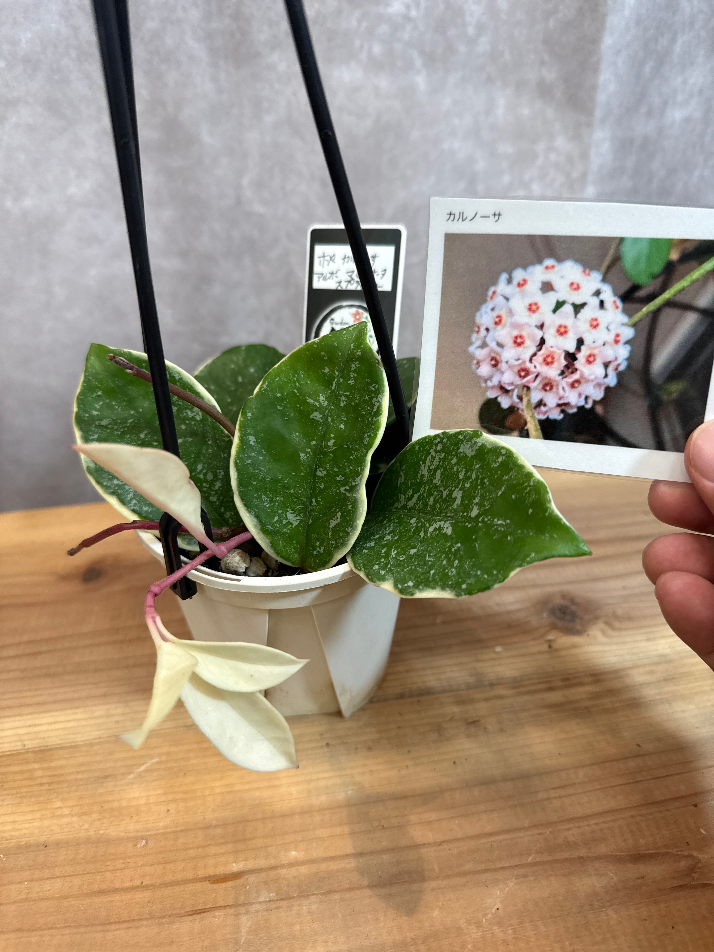 サンスベリア キルキー クレオパトラ 希少種 珍しい 大株 良株 レア サンスベリア キルキー'クレオパトラ' | Gardenえん 【観葉熱帯植物】