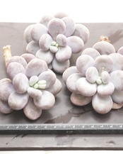 カット苗 パキフィツム ムーンストーン Pachyphytum 'Moon Stone'