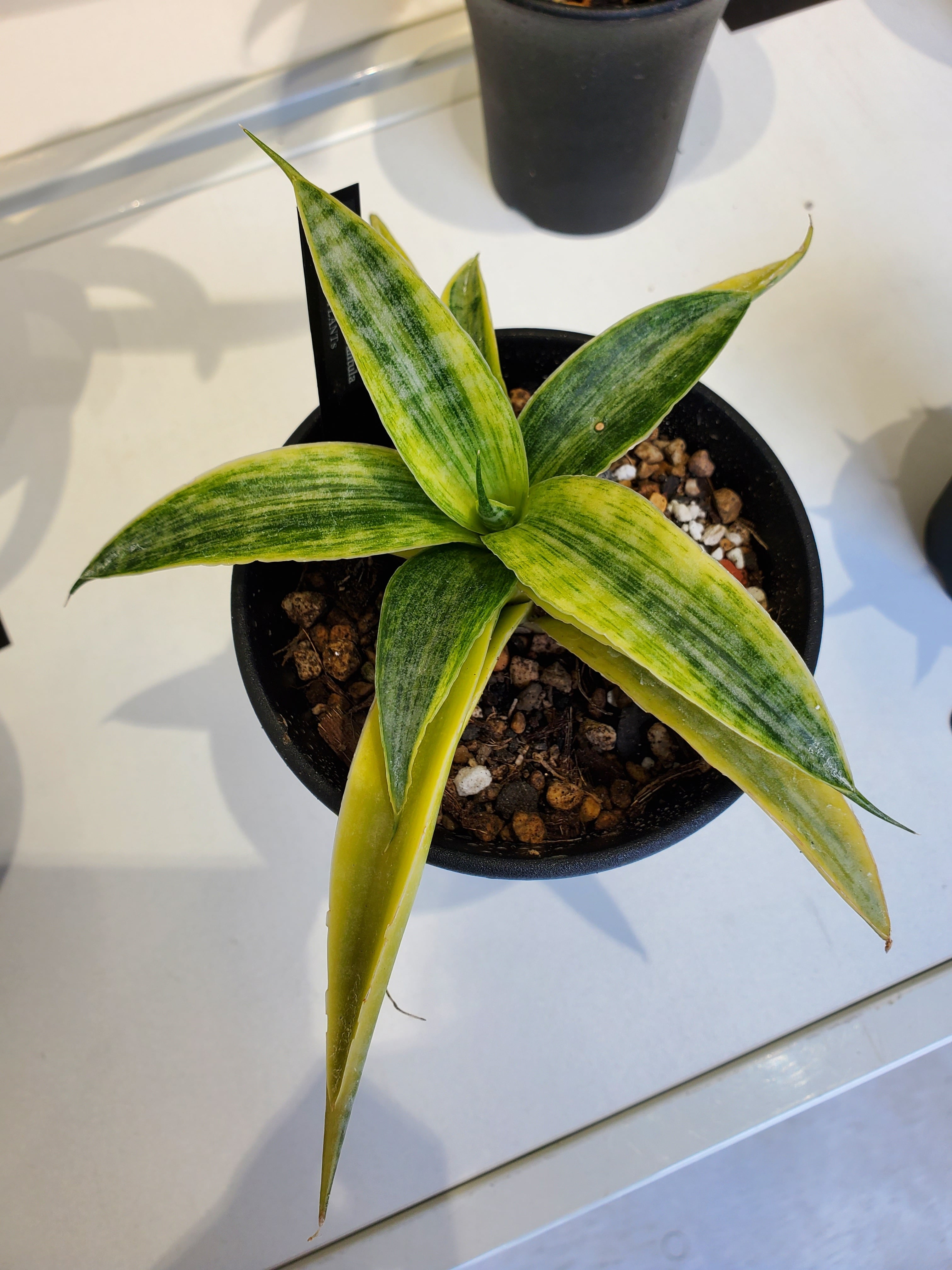 Sansevieria yellow tarantula【artPLANTs】サンスベリア/イエロー