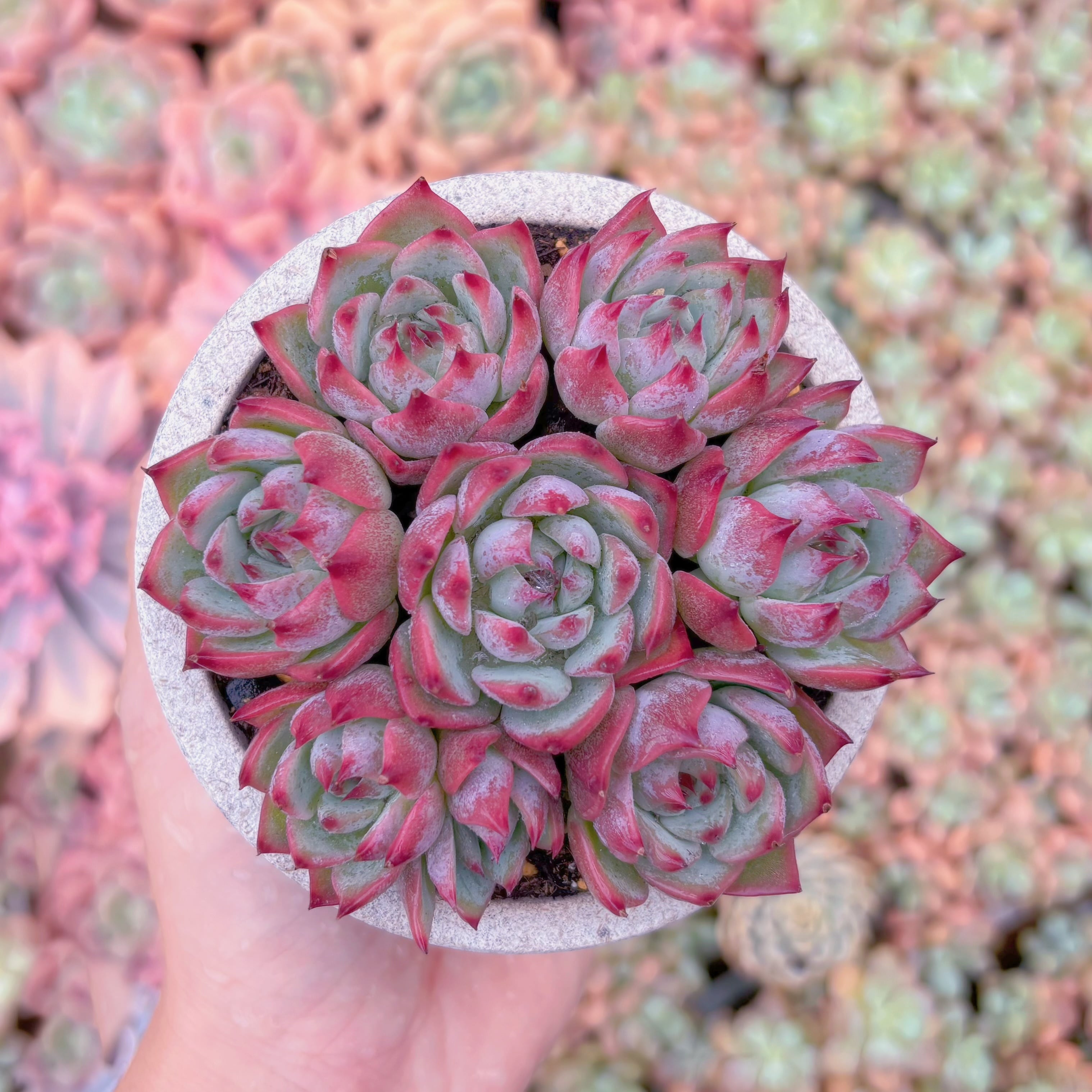 多肉植物　チワワ(7苗)　新入荷　るる農園