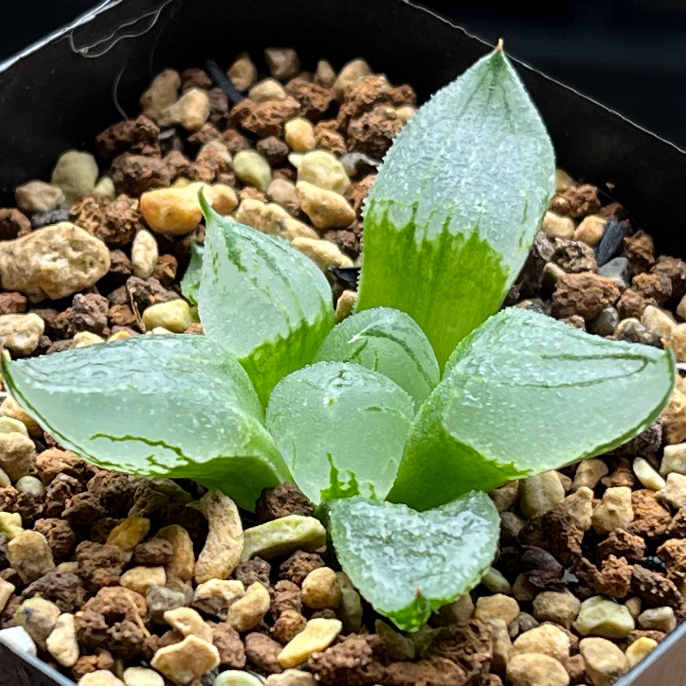 ハオルチア B型コンプトミュータント錦 | mocono_plants