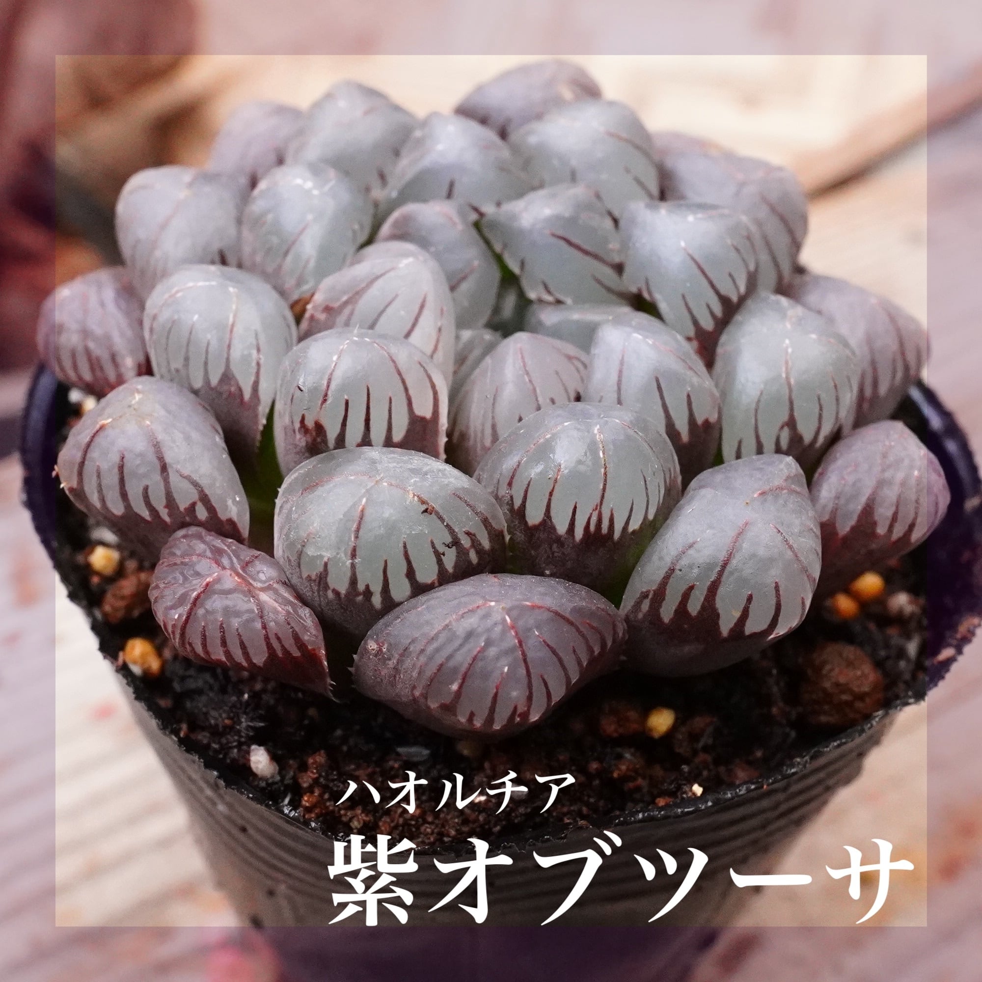 多肉植物 | E-TANIKU