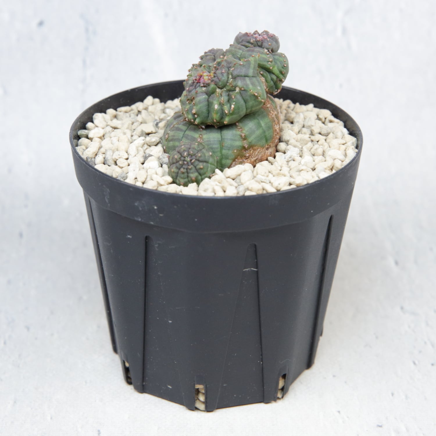 超厳選株】超異型 成長点3点 円扇石化 マイクロオベサ