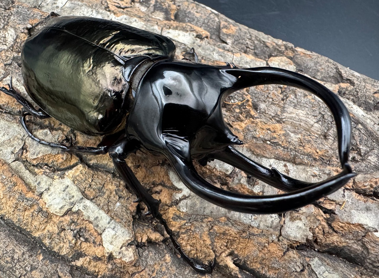 【WF1】《タイリクコーカサスオオカブト ペア》