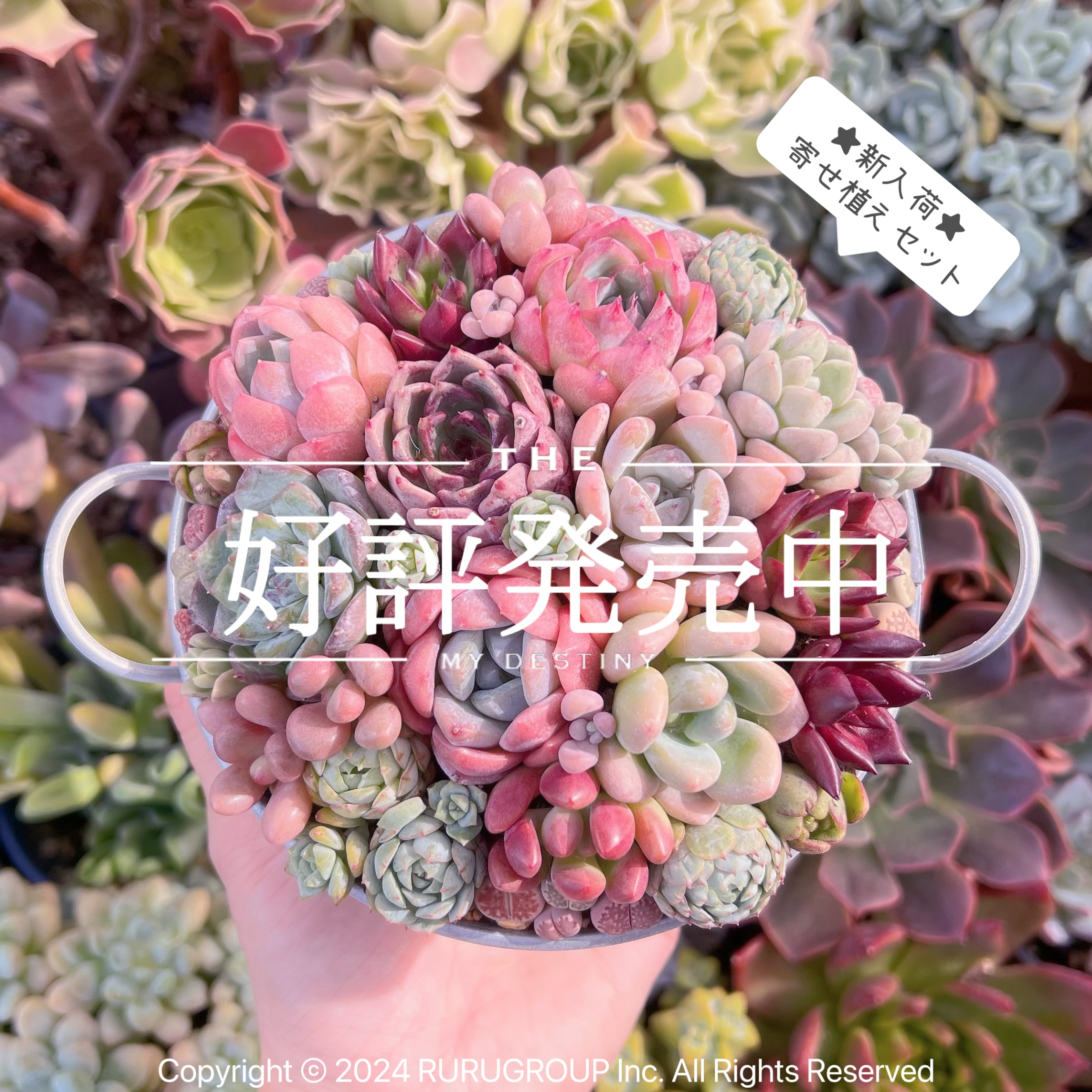 ★寄せ植え用セット★  新入荷