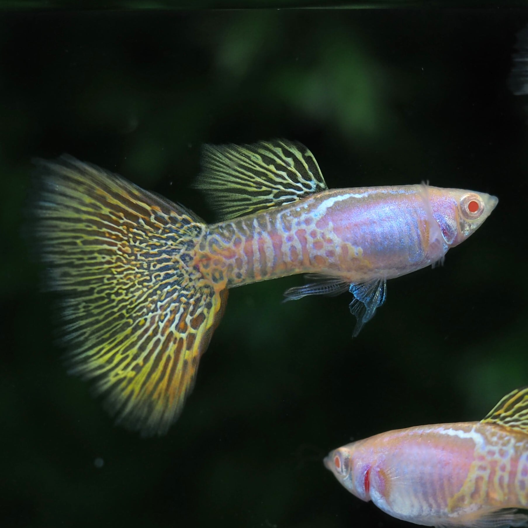 グッピー　10✖️2 NO.1 グッピー 10✖️2 NO.1 グッピー 10✖️2 NO.1 GUPPY | 伊豆グッピー