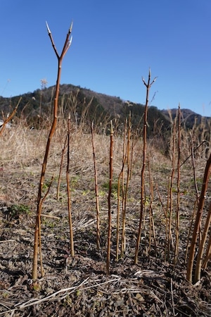 三椏の苗　100本