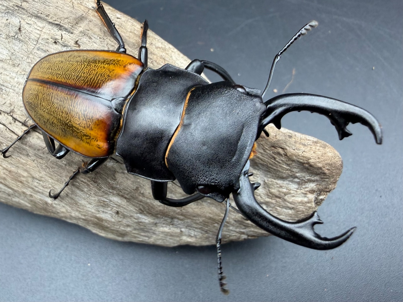 【WD】《キルヒナーツヤクワガタ 大歯 66mm ペア》