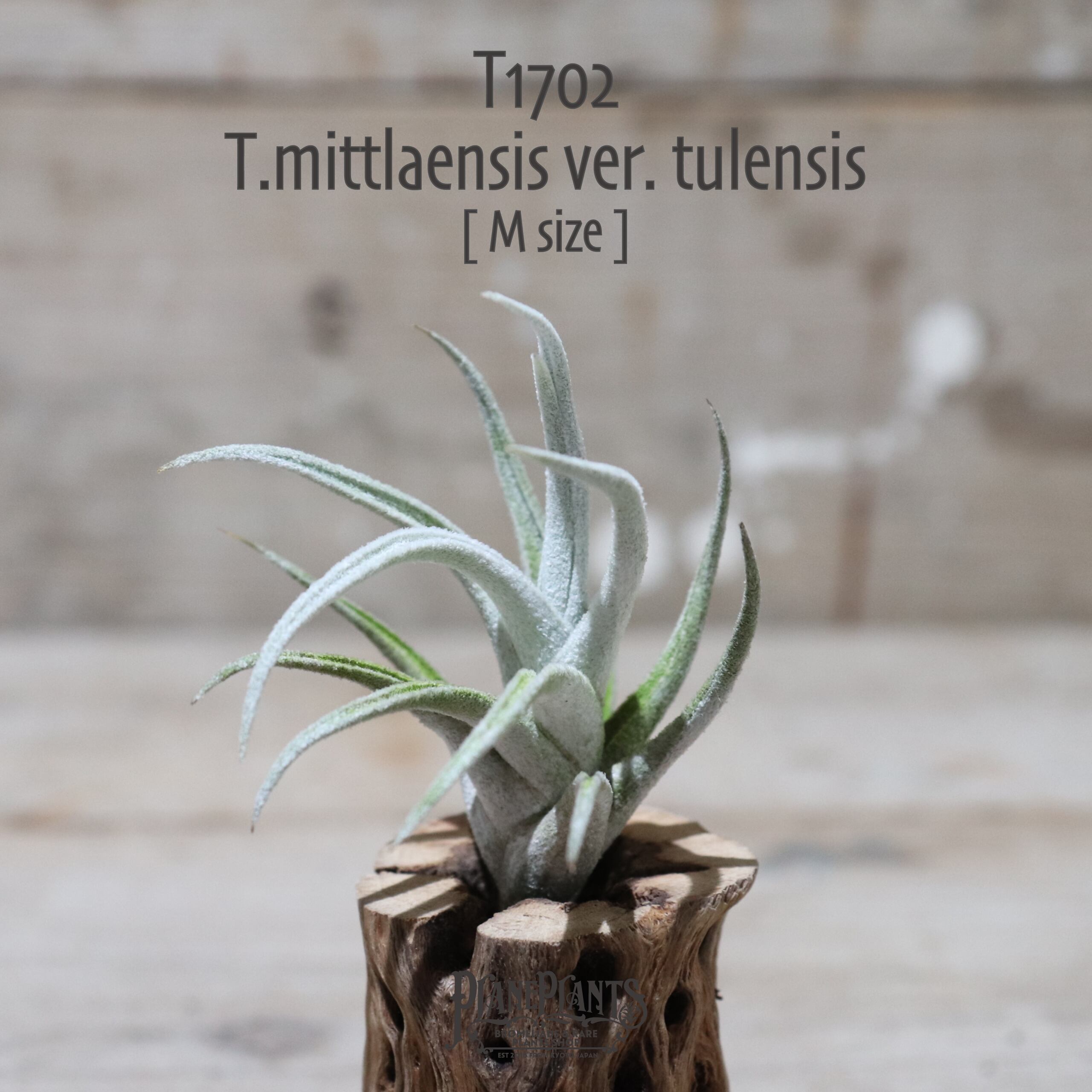 送料無料】mittlaensis var.tulensis M〔エアプランツ〕現品発送T1702