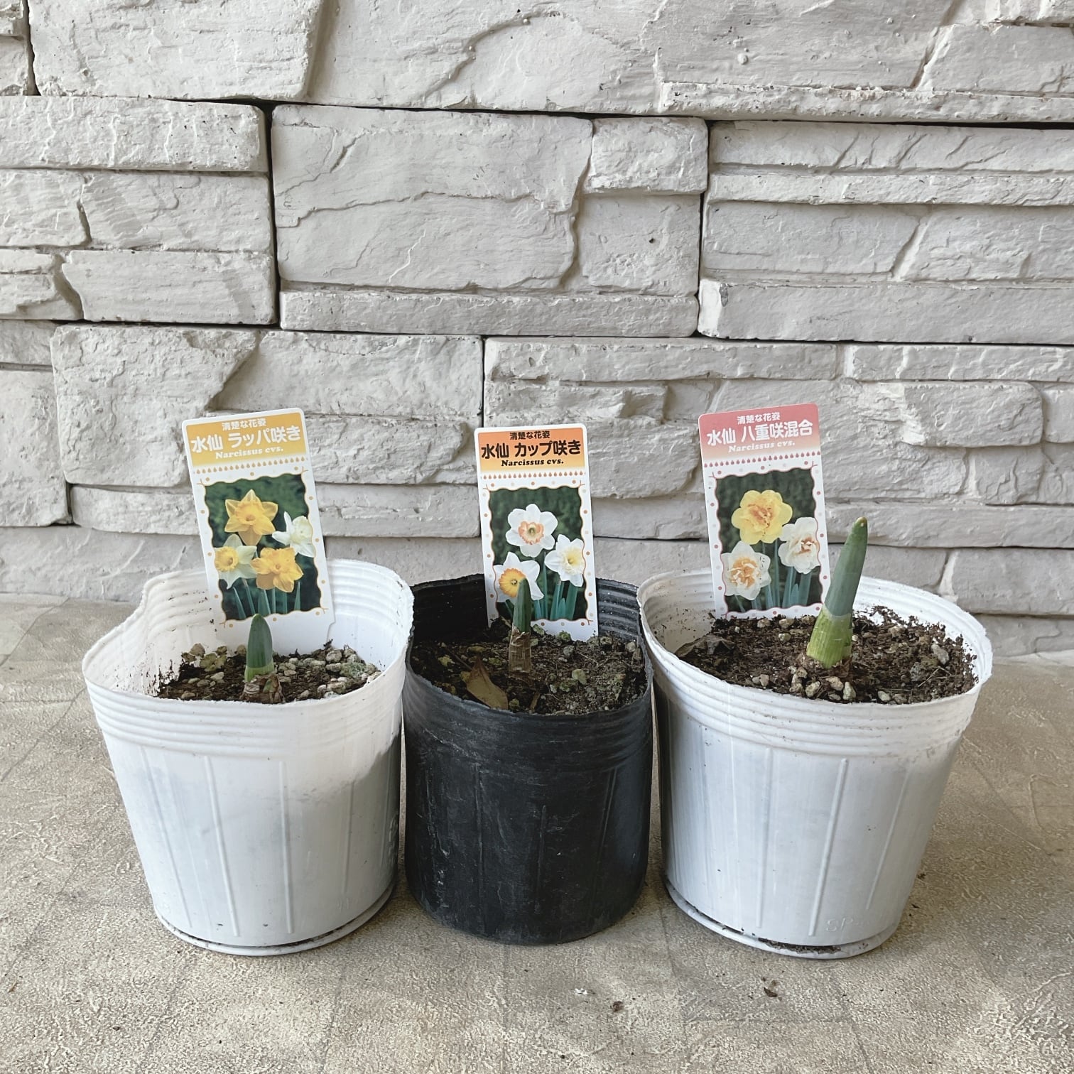 花苗 | 橋本種苗園