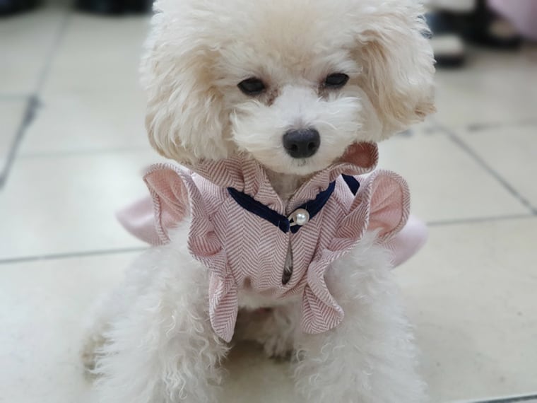 【SALE】エレガンスフリルワンピース S ~ XL /  犬服 秋冬 新作 可愛い 犬の服 ドレス お揃い ドッグウェア 小型犬 中型犬 猫 onepiece42