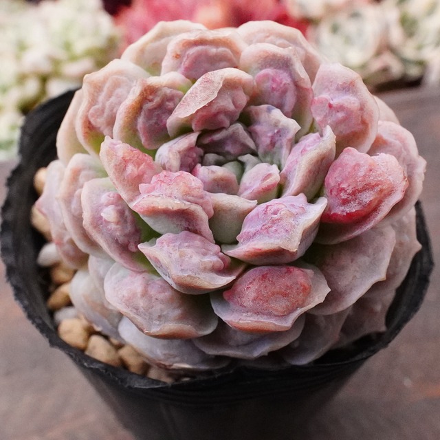 人気【ハートチョイス 1】エケベリア　韓国多肉