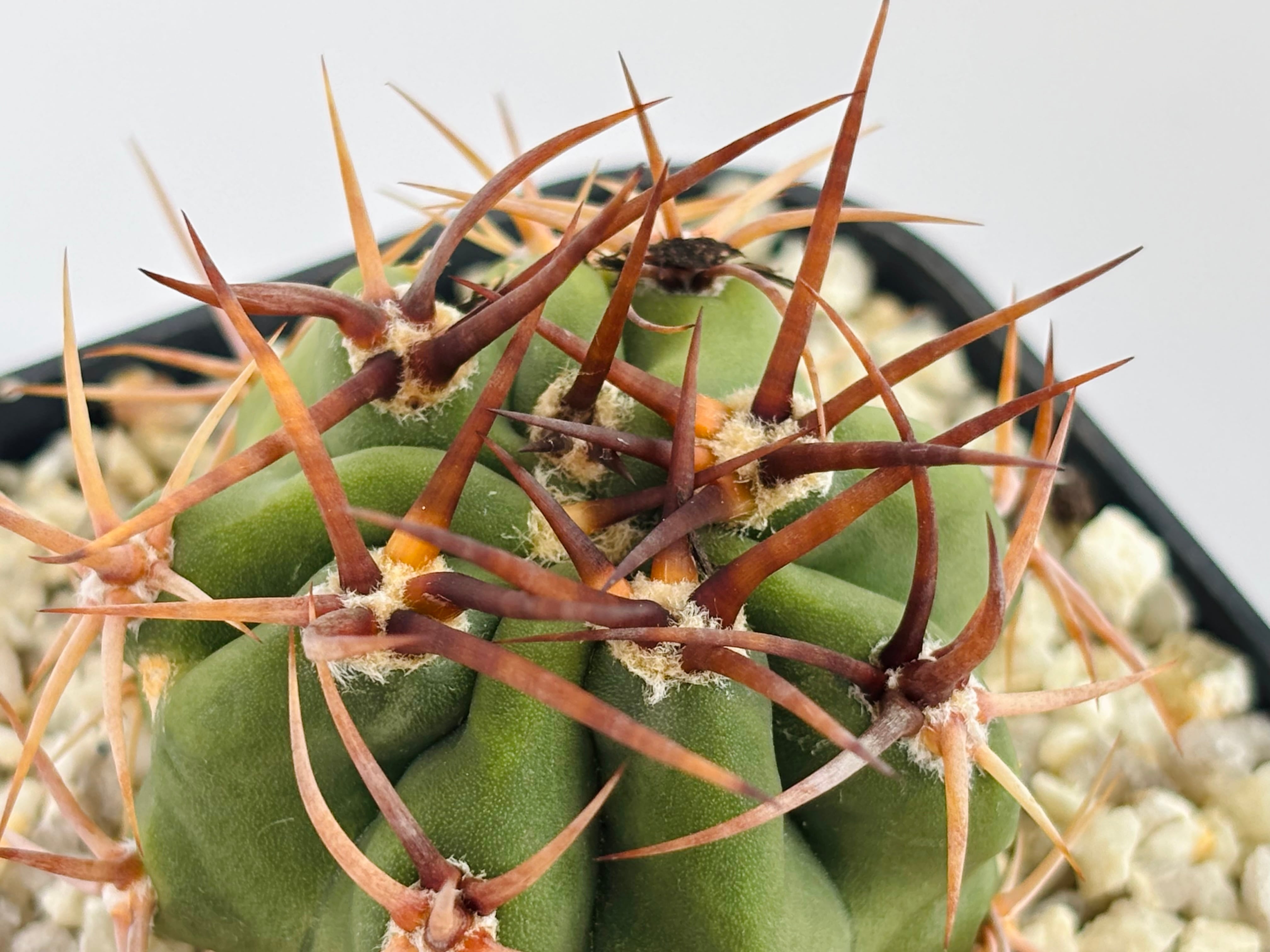 Y　サボテン　茜丸　デンモザ　実生苗 Denmoza rhodacantha デンモザ 茜丸 サボテン | plants MARU