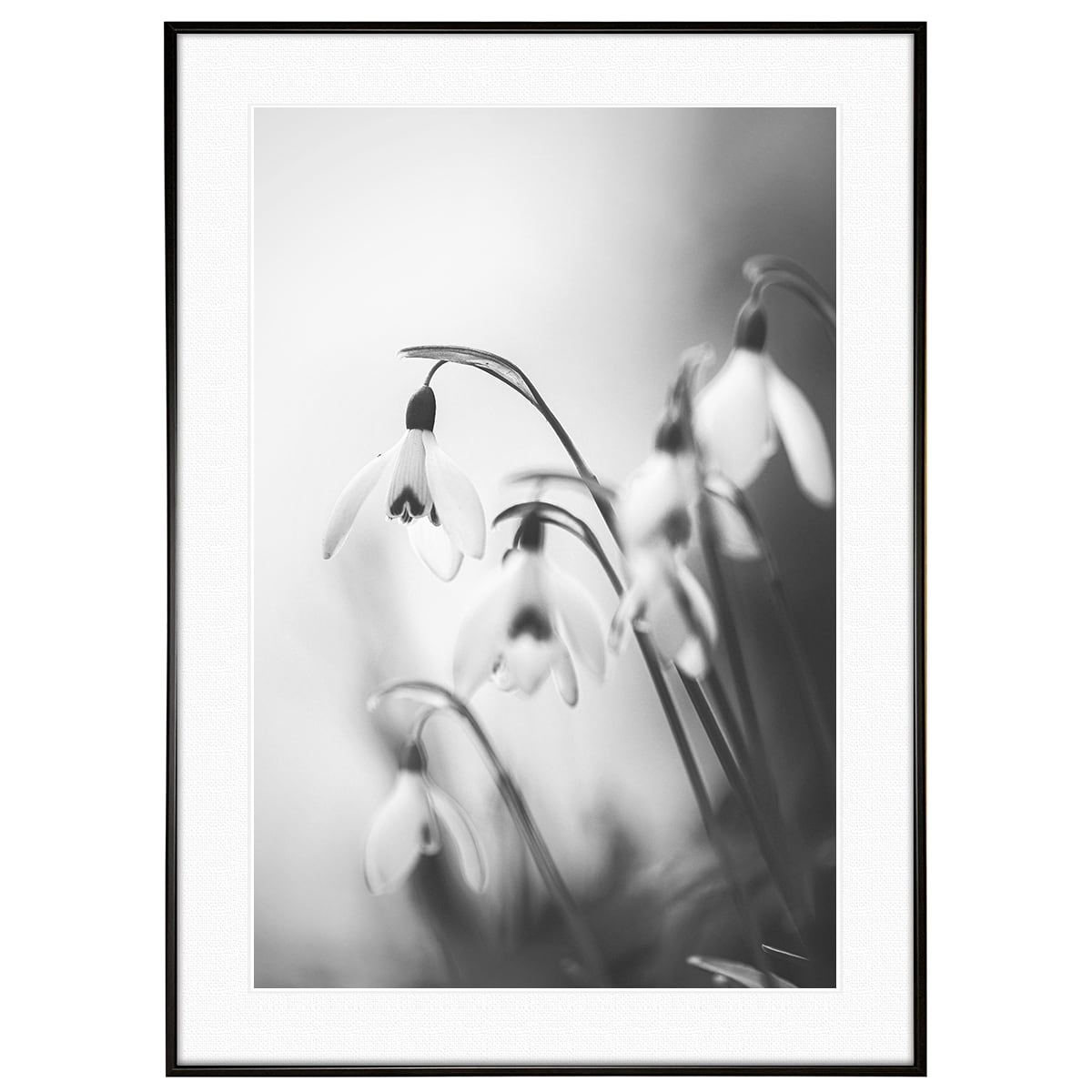 花写真 スノードロップ インテリア モノクロアートポスター額装 AS3362