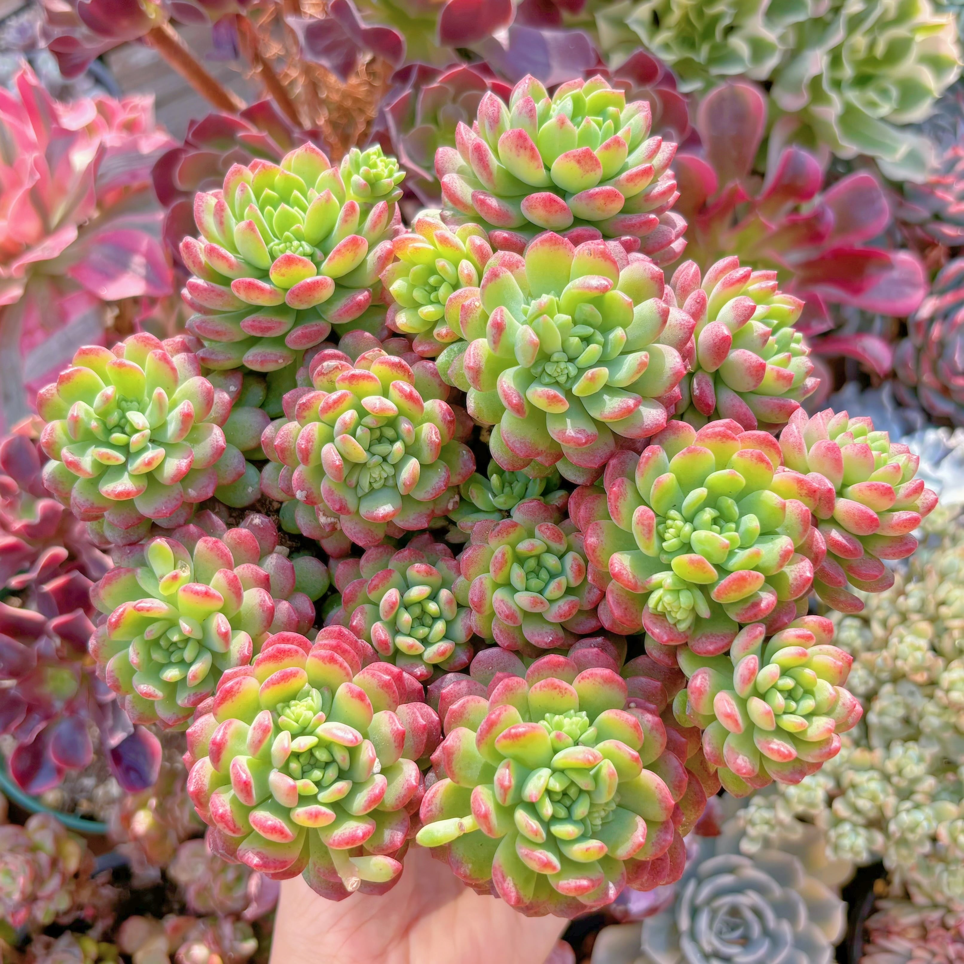 現品　コルネット#832  特大群生　るる農園