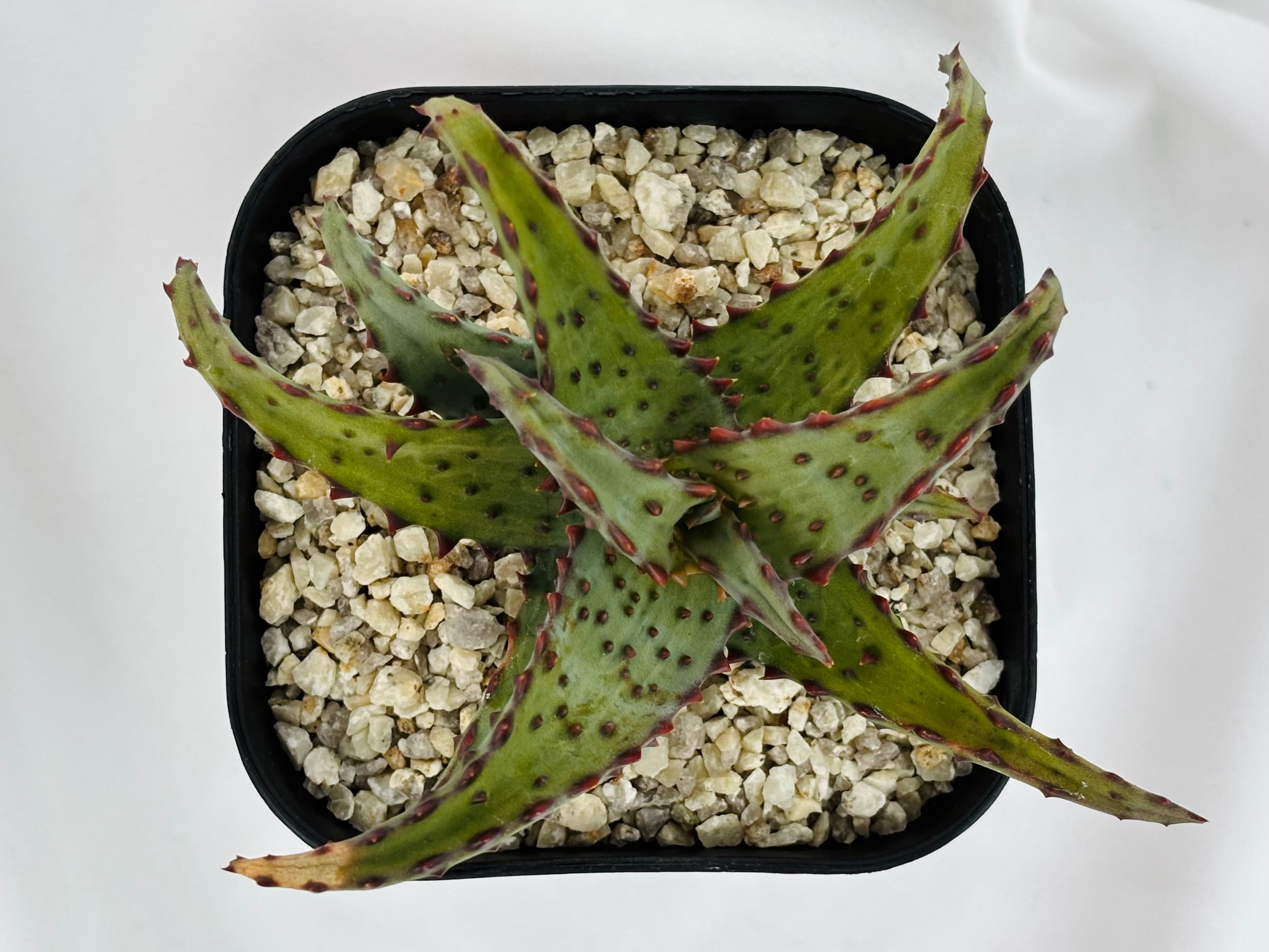 Aloe castilloniae アロエ カスティロニアエ 多肉植物 | plants MARU