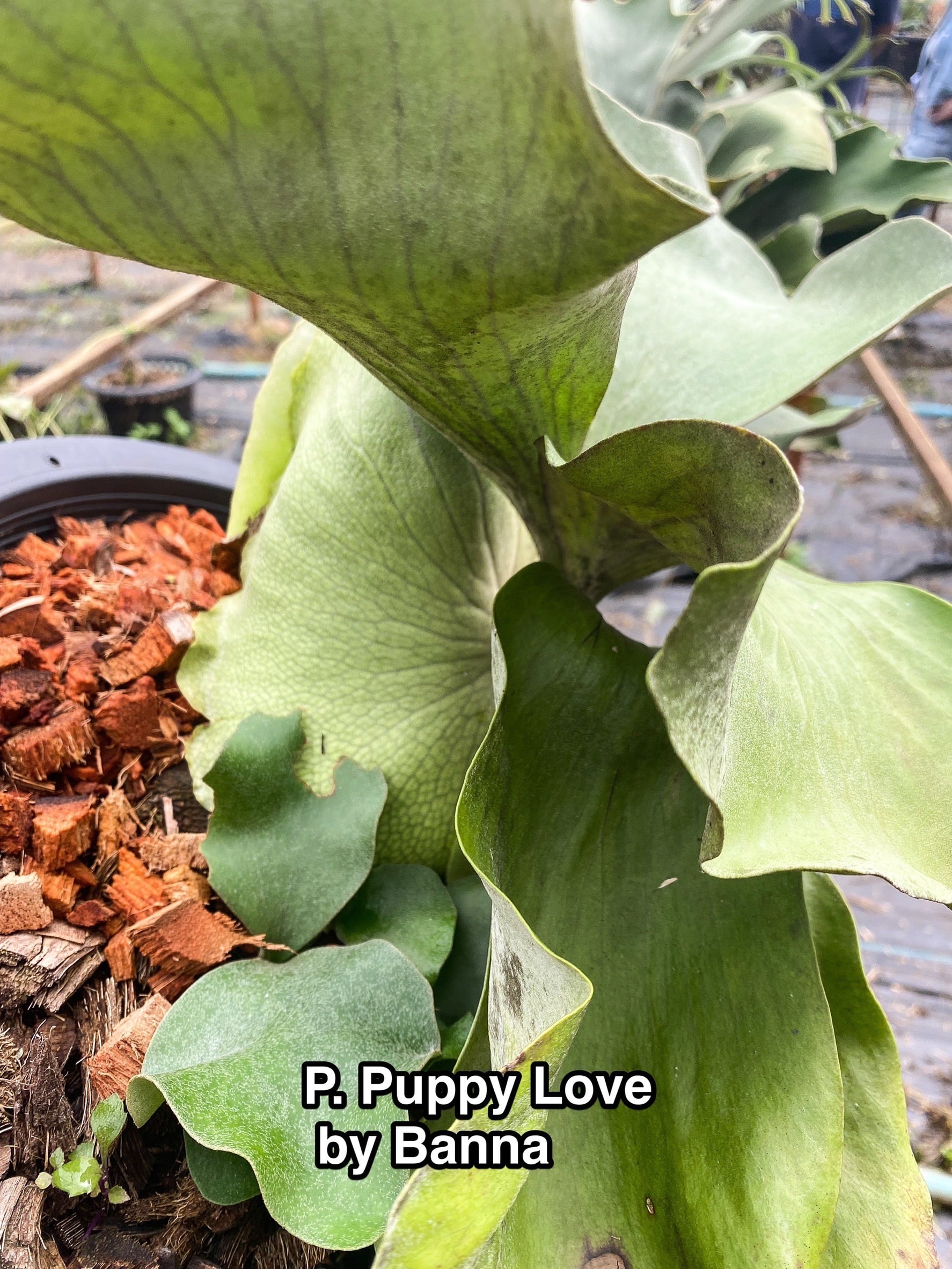 受注発注リスト】P. Puppy Love (P. veitchii mutation )【artPLANTs