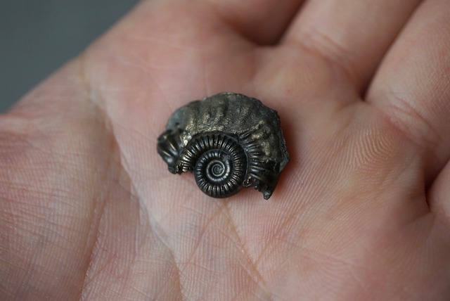 イギリス産黄鉄鉱化アンモナイト  Pyritized Ammonite 1491