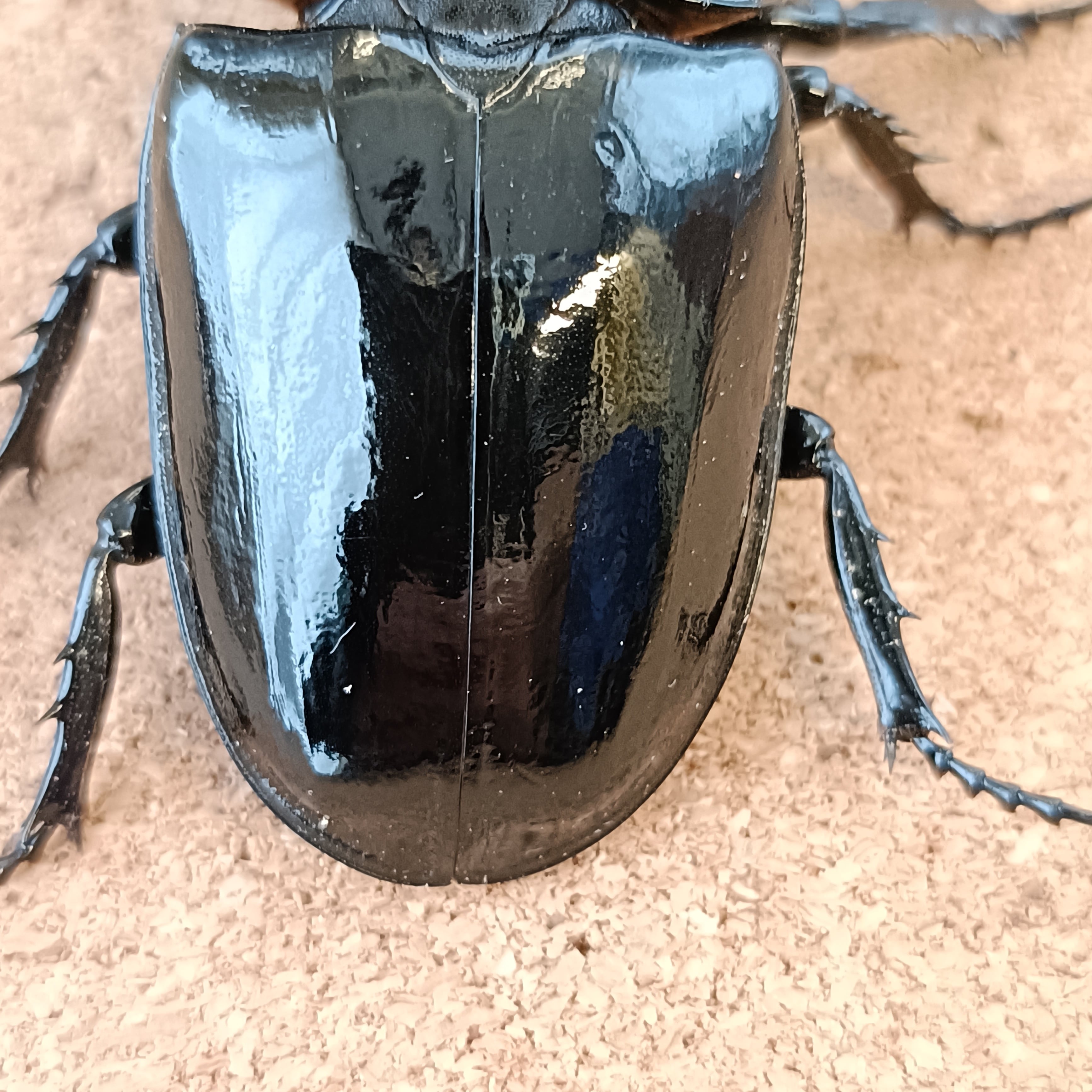 タランドゥスオオツヤクワガタ ♂ 74.3mm ♀ 52.8mm ペア | カブクワ