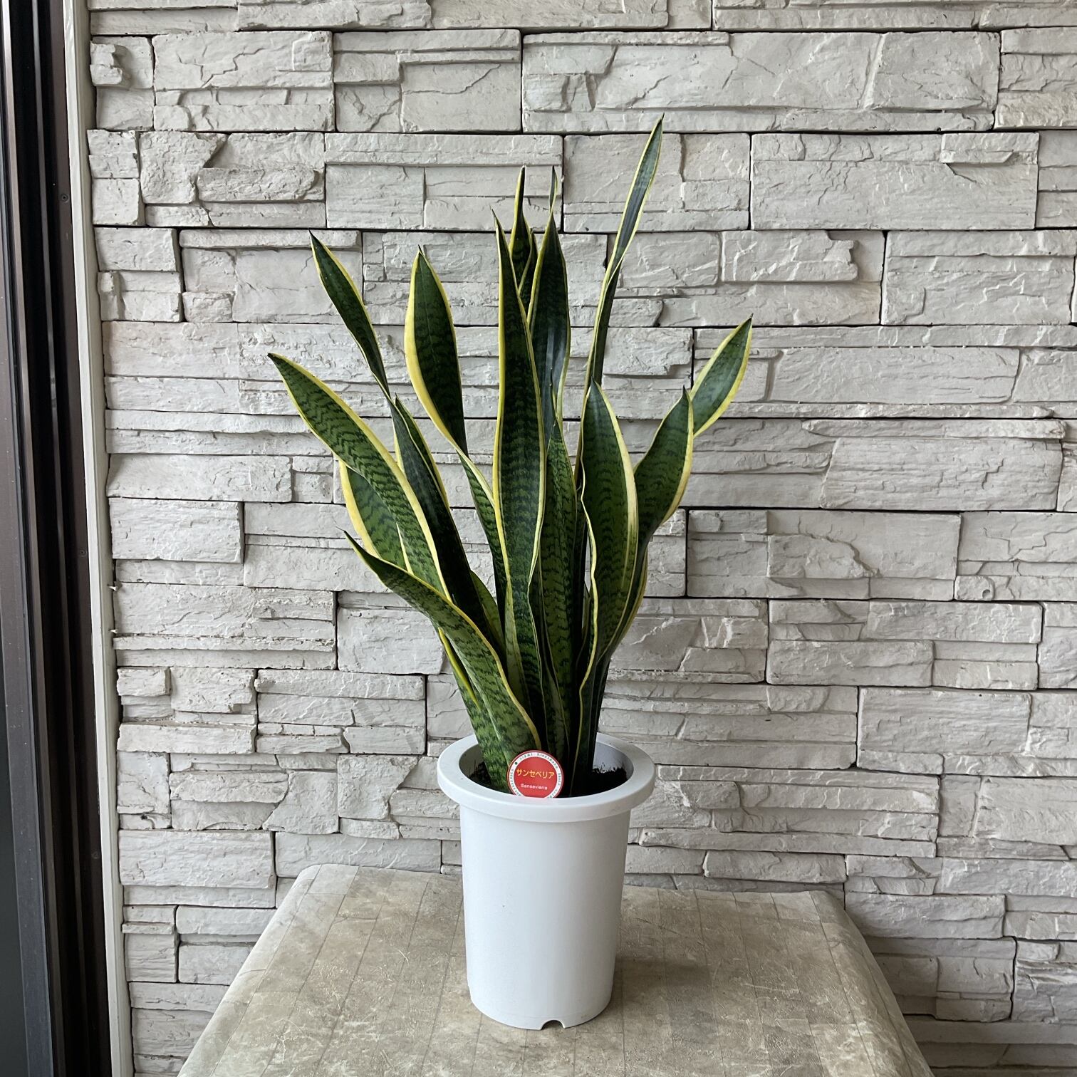 souju】香川県産オリーブの木 ピクアル 5号鉢 32 | 橋本種苗園