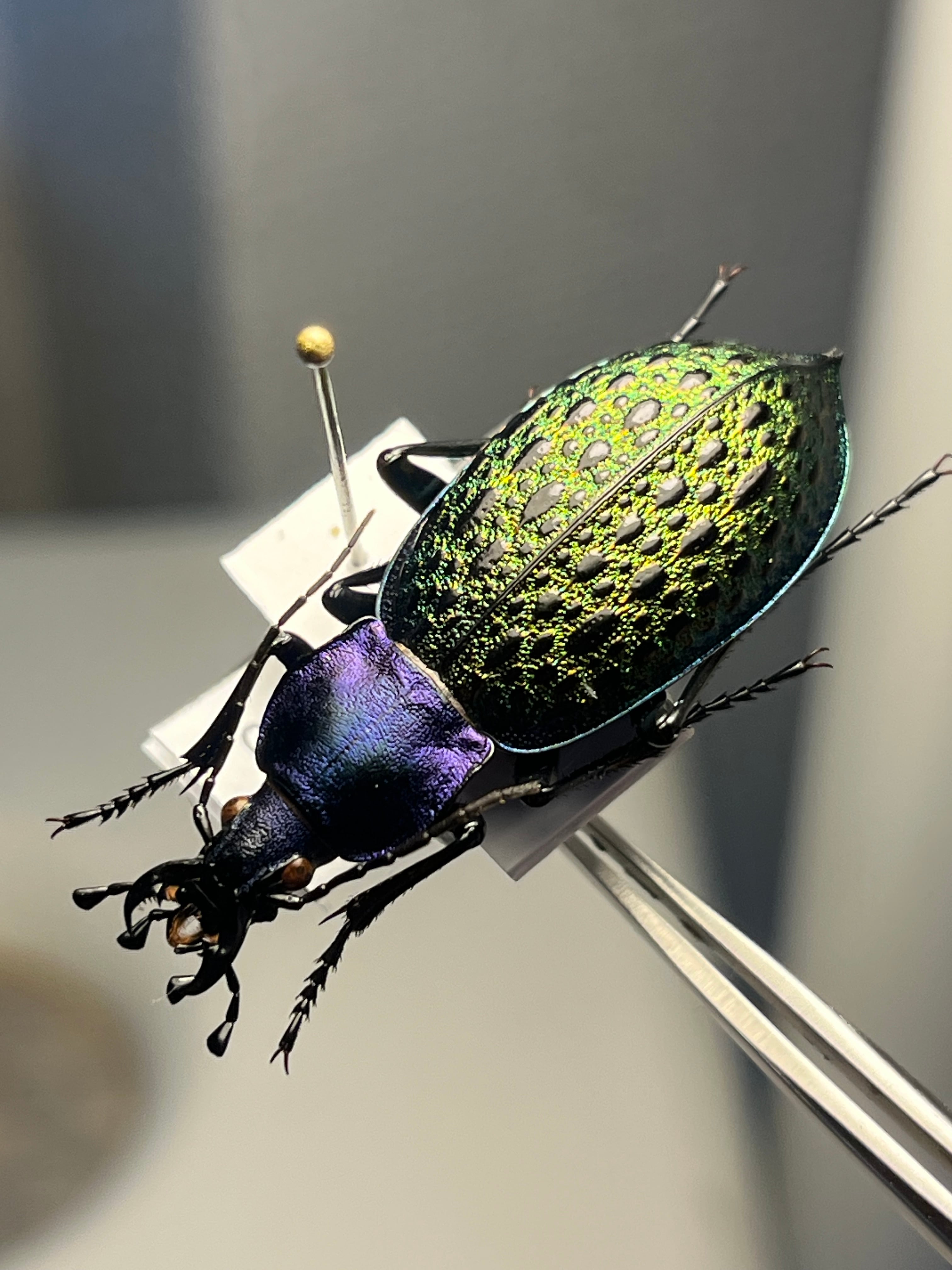 美麗♀】オオエンマハンミョウ Manticora タンザニア産 昆虫標本