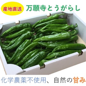 万願寺とうがらし（青）<1kg>