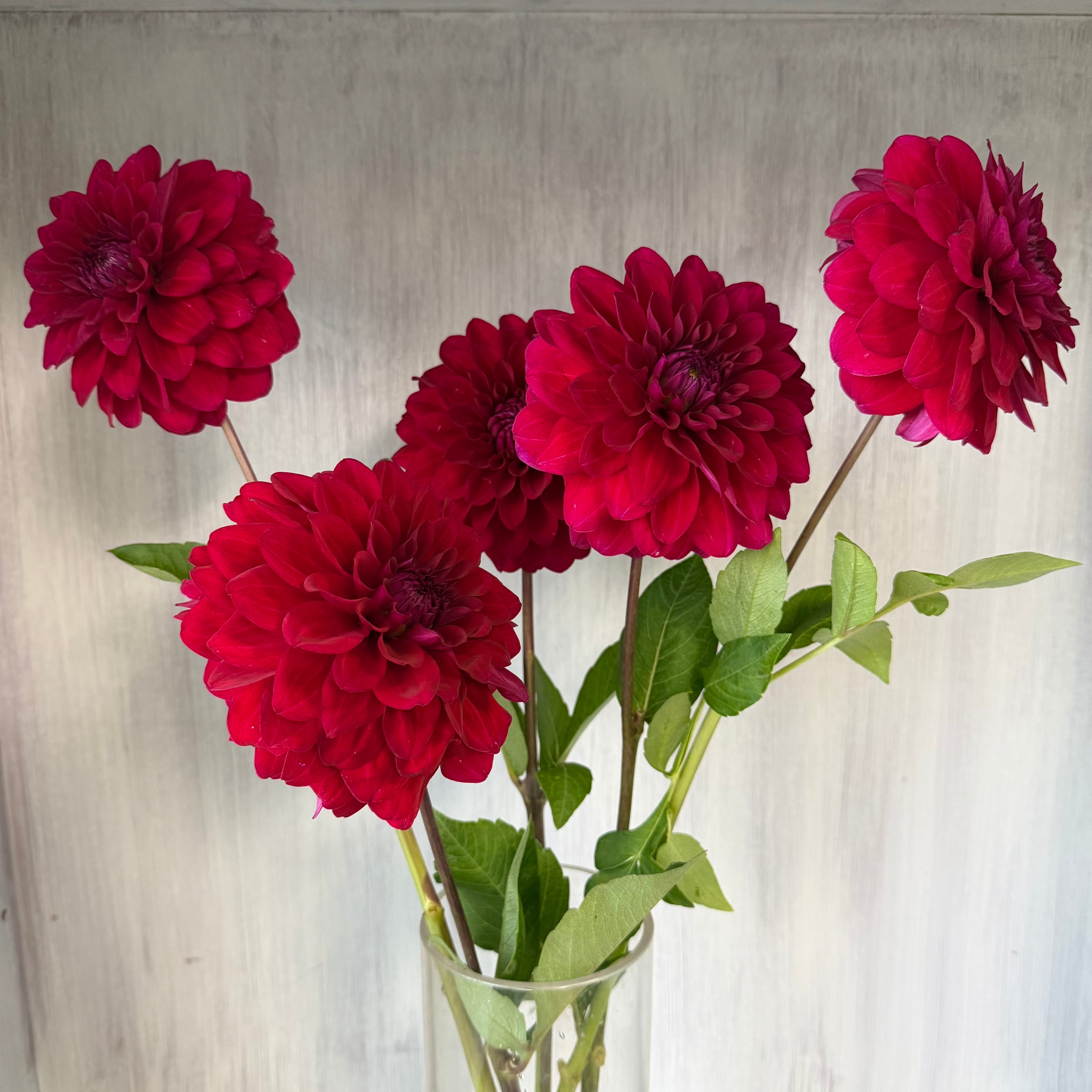 ダリア | 新鮮お花問屋 Jp-Farmers.com