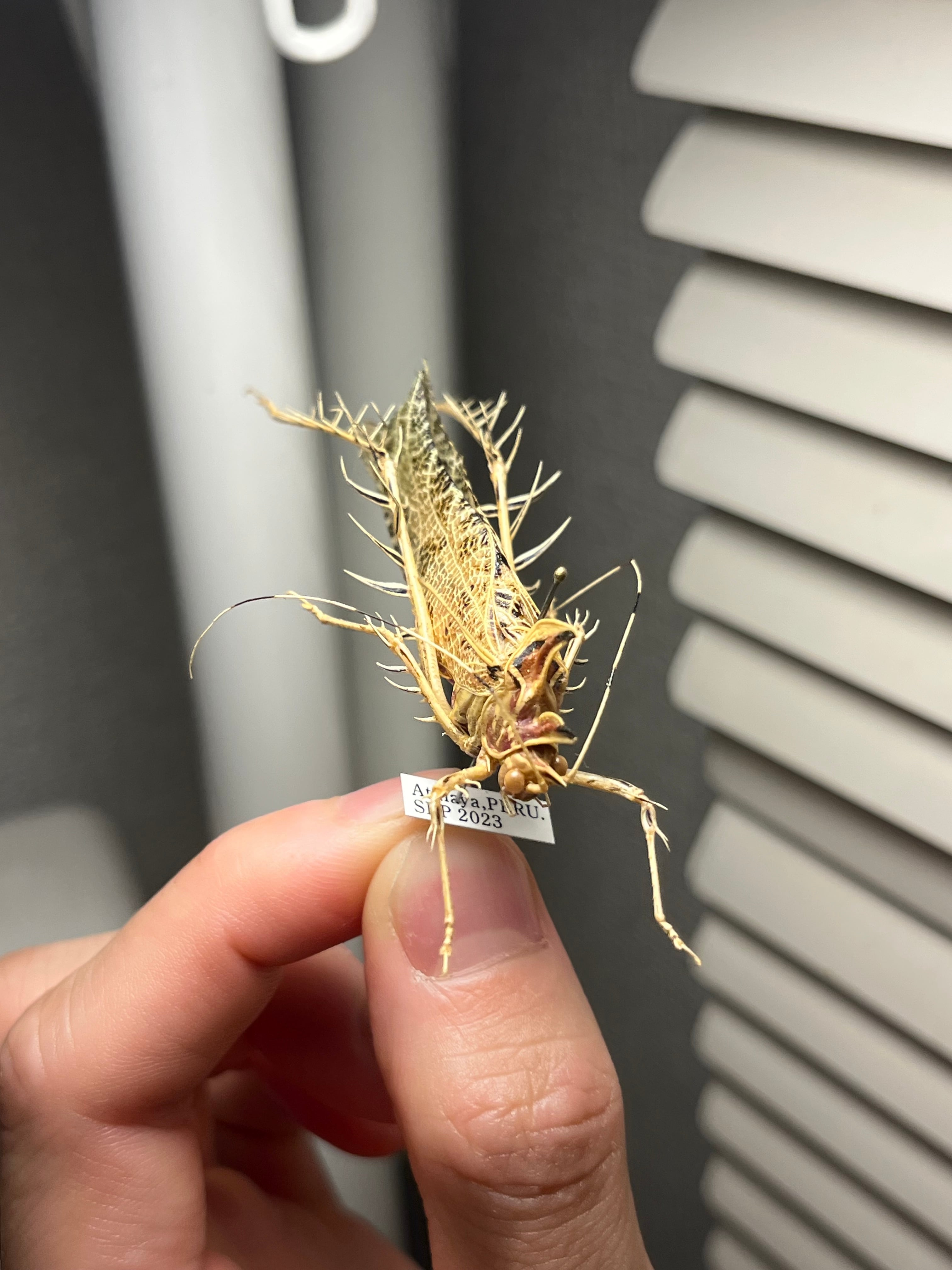 サルオガセギスキリギリスカマドウマバッタ直翅類コロギスリオック