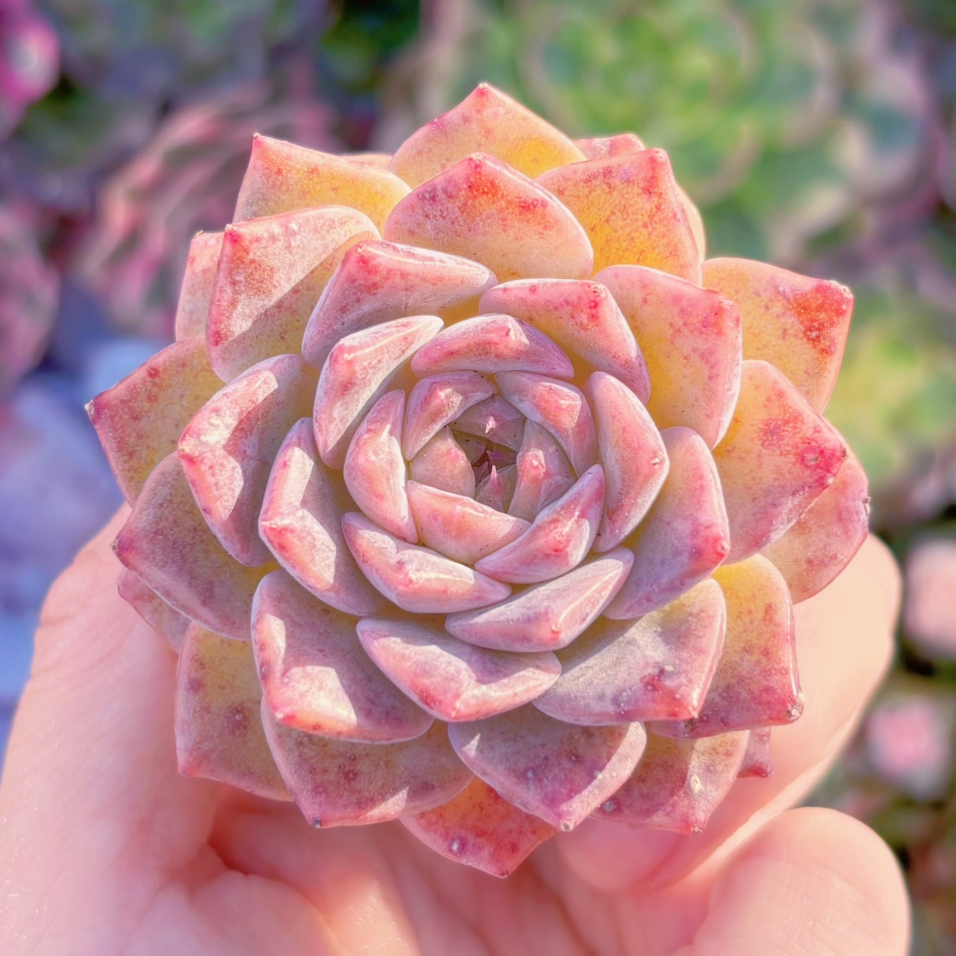 多肉植物　玉顔　新入荷　るる農園