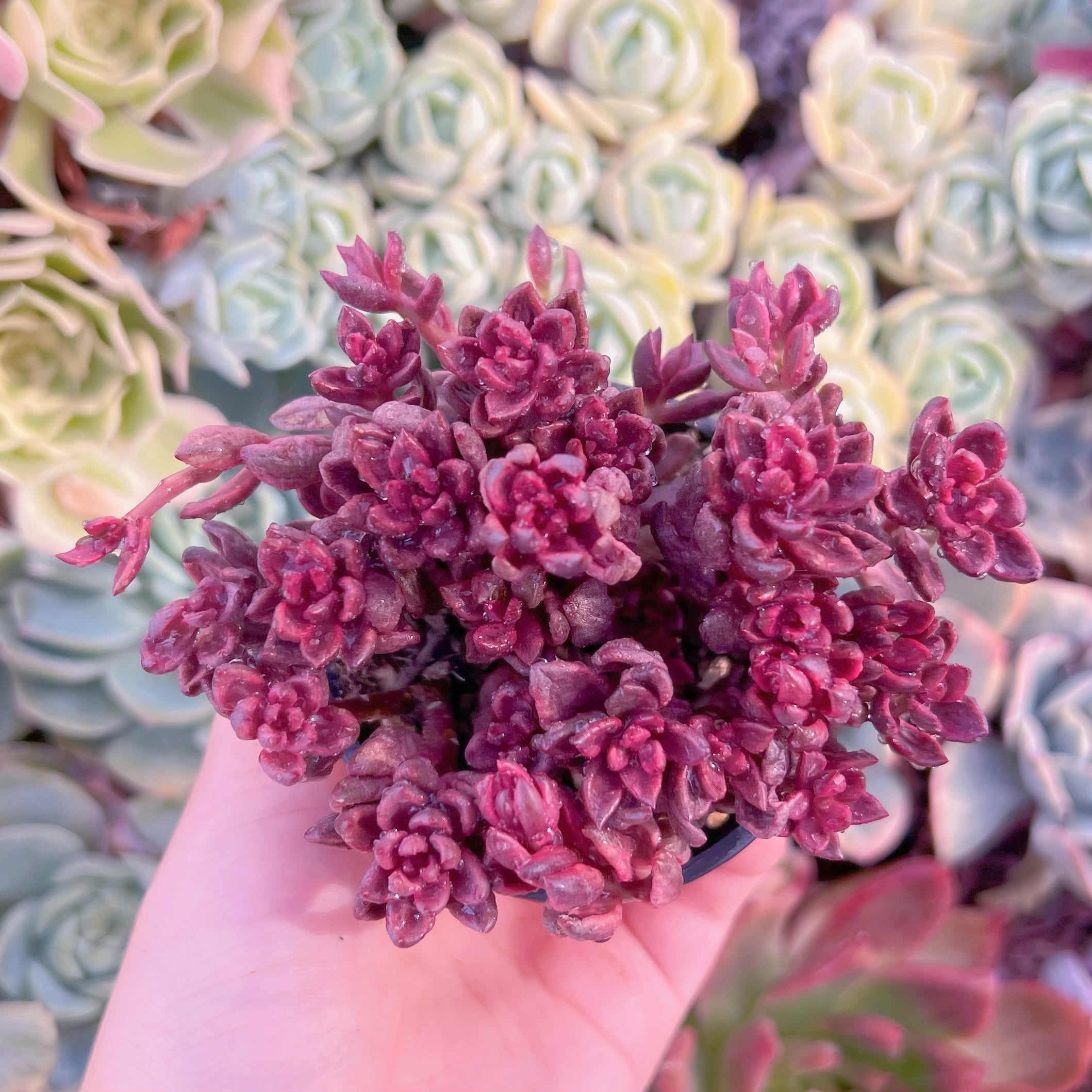 現品　チョコレート錦#667　るる農園