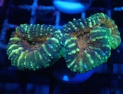 Lobophyllia Frag 2