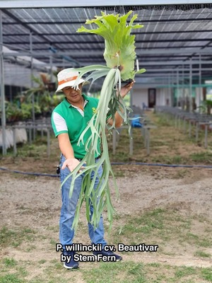 P. Willinckii cv. Beautivar  (pup) 【artPLANTs/PLANTS GARAGE】ビカクシダ/Platycerium