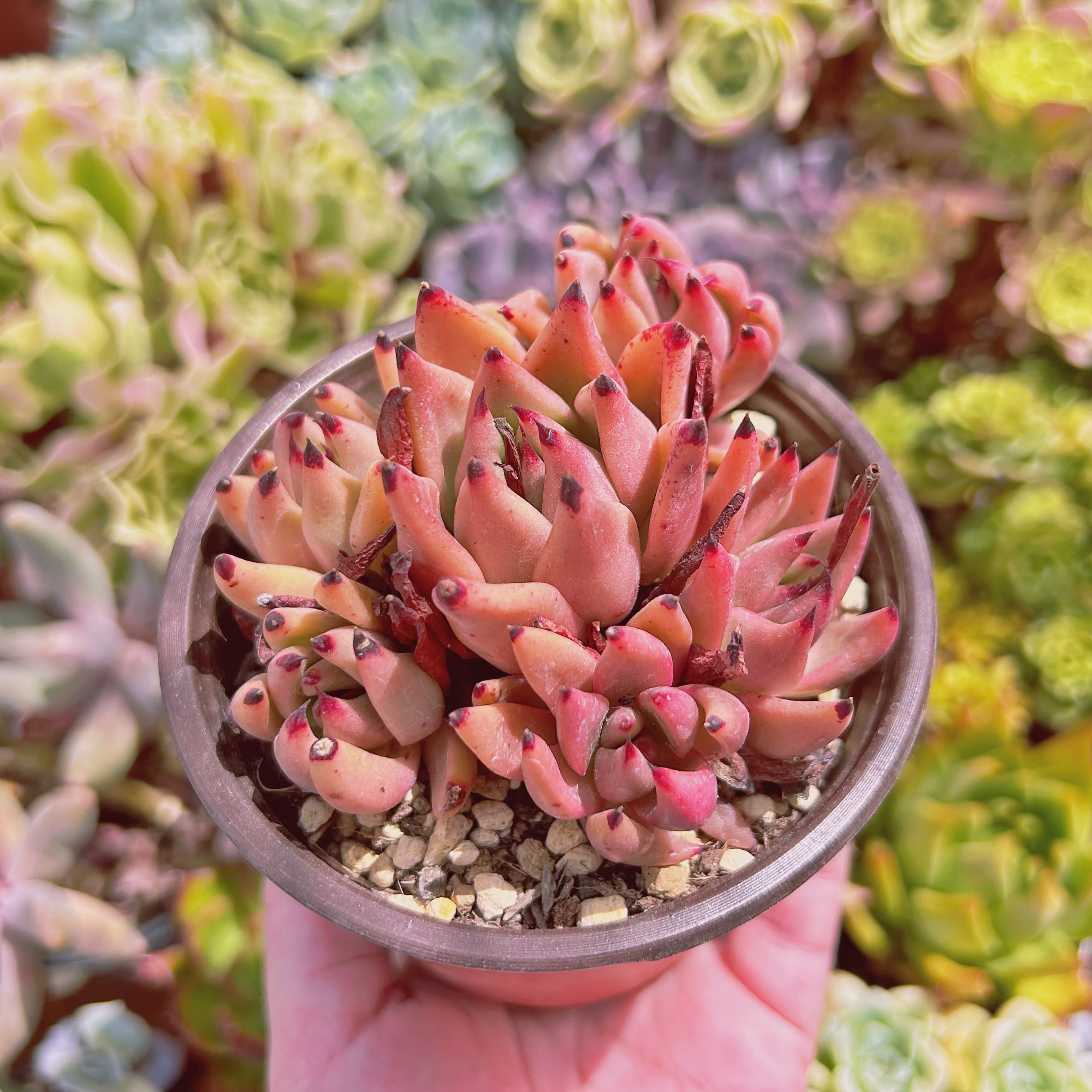 現物 多肉植物 血羅 特大 抜き苗 | るる農園~多肉植物専門