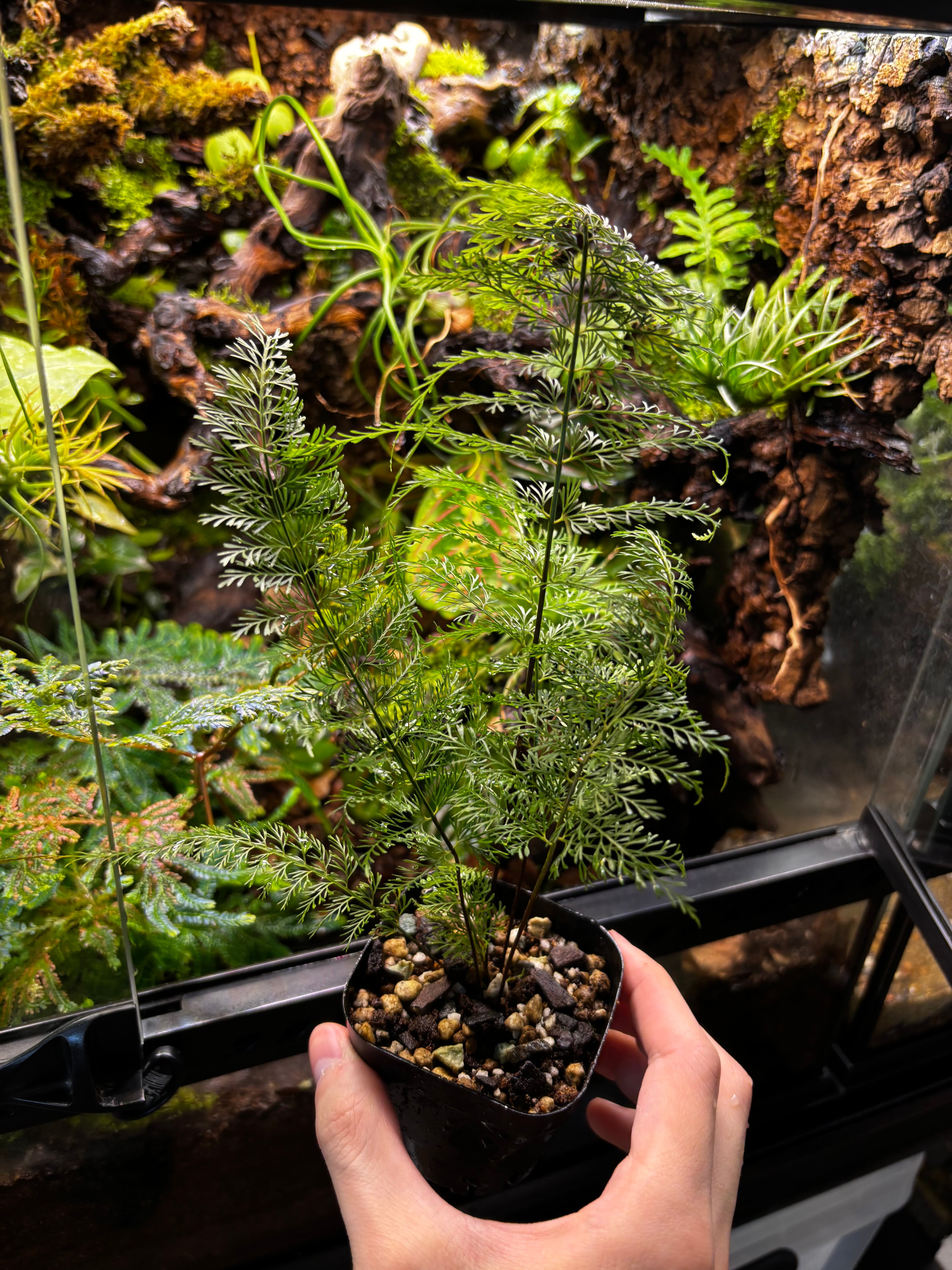 SCALE_VIVARIUM | 蝉ノナキガラ