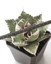 カット苗 アガベ チタノタ 悪魔くん 大株 Agave titanota 'Bakemono'