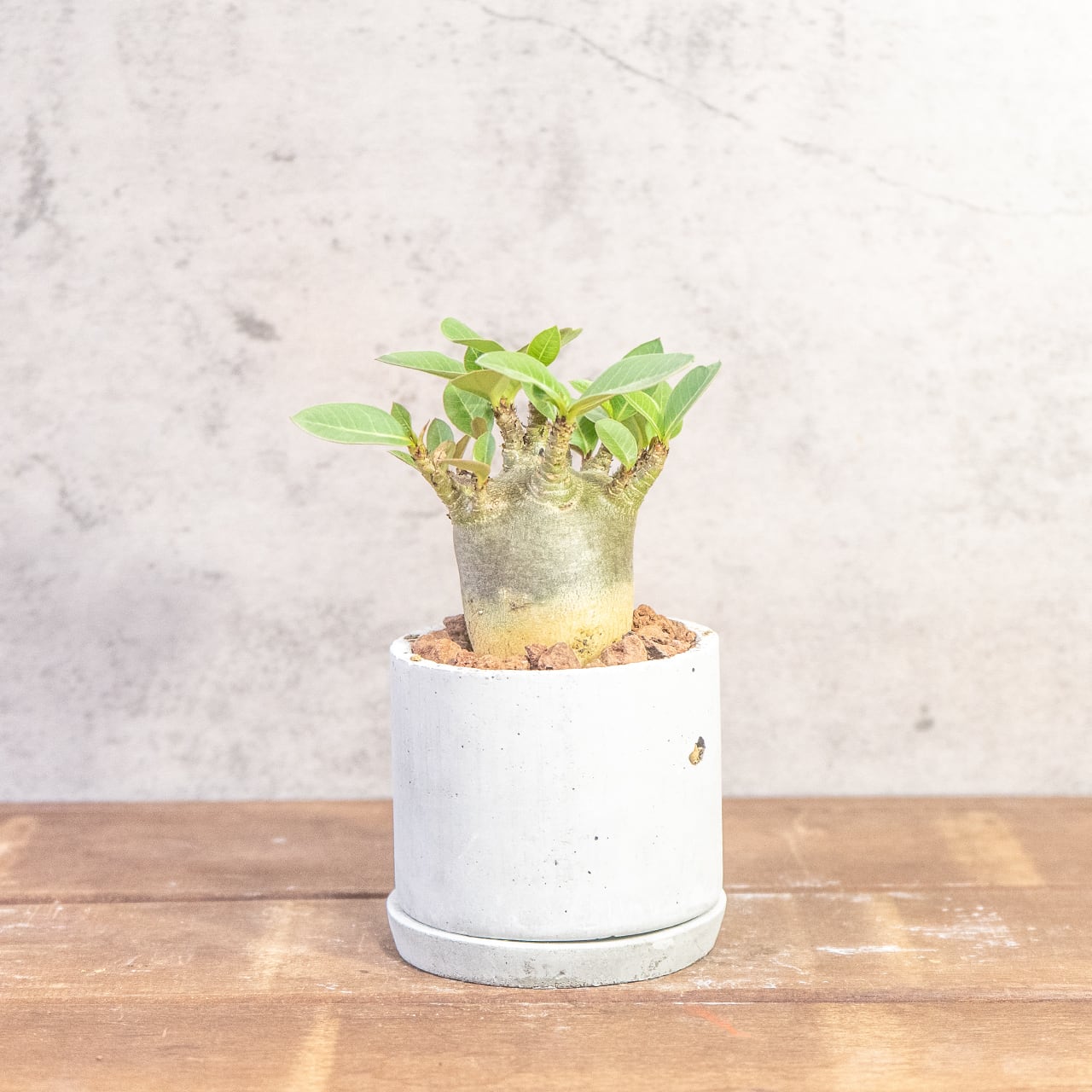 低重心で力強いドワーフタイプの立ち姿。アデニウム｜樹形とバランスを一つひとつ直接見て選び抜いた「一株ごとの厳選仕入れ」個体｜虫発生抑制（全国一律送料850円）