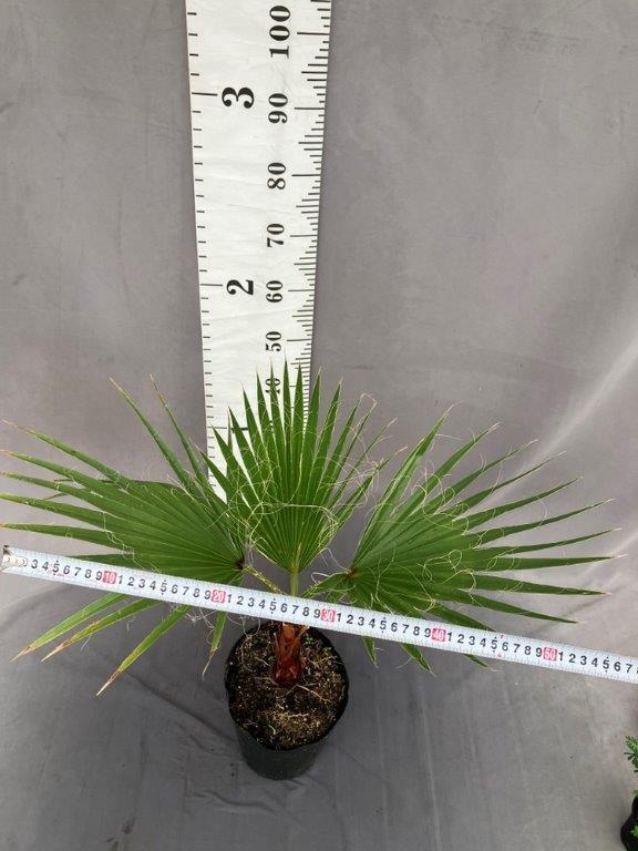 ワシントンヤシ 5号 | 日本ライン花木センター