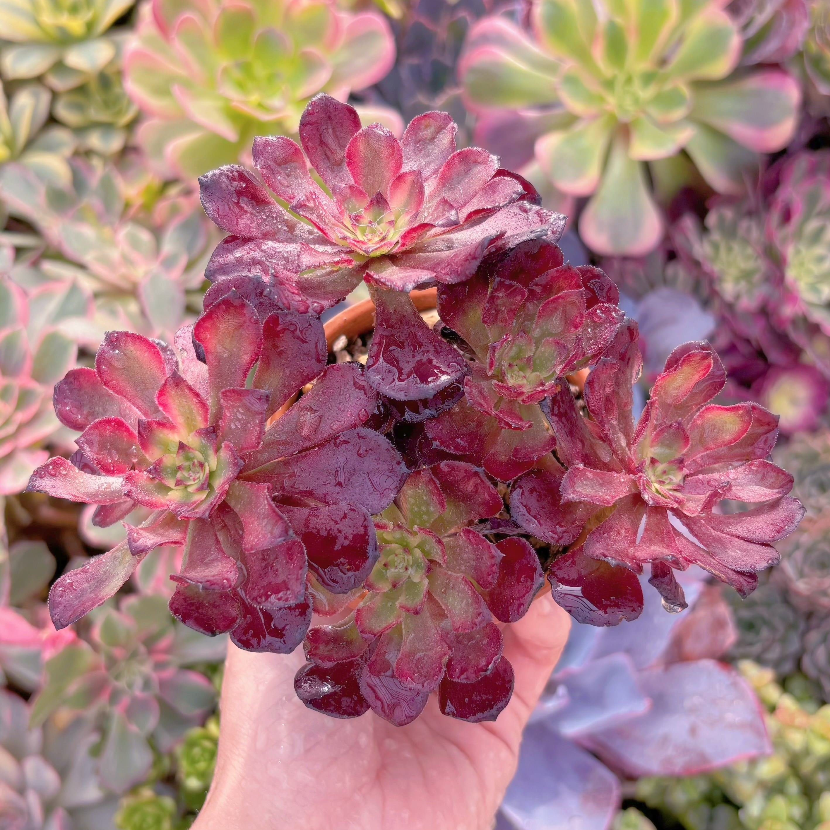 現品　花蝶#A018　群生　新入荷　るる農園