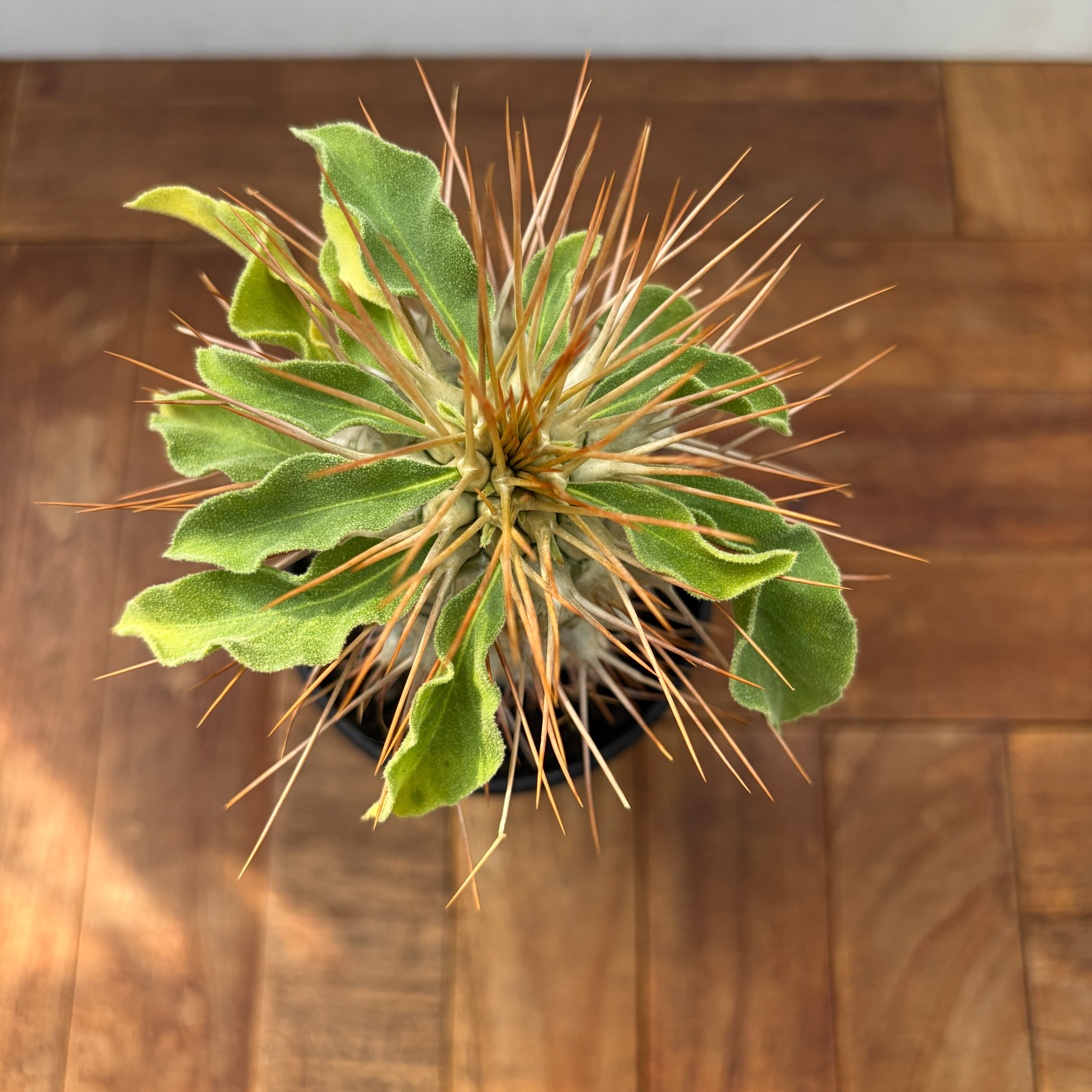 Pachypodium namaquanum【パキポディウム・ナマクアナム・光堂・実生
