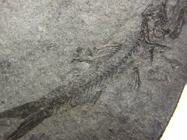 【 化石 】魚化石 Eomyctophum ポーランド