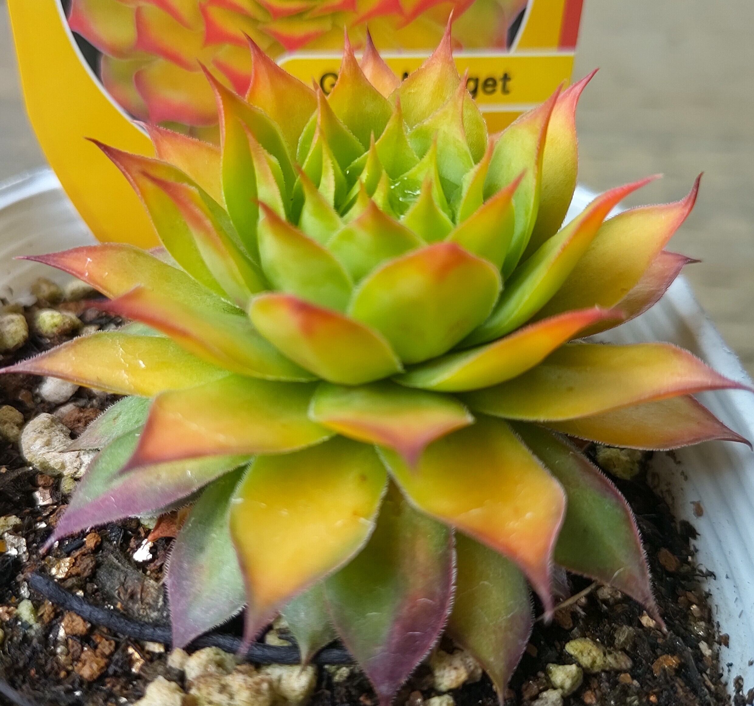 ゴールドナゲット | RuPo 多肉植物専門店