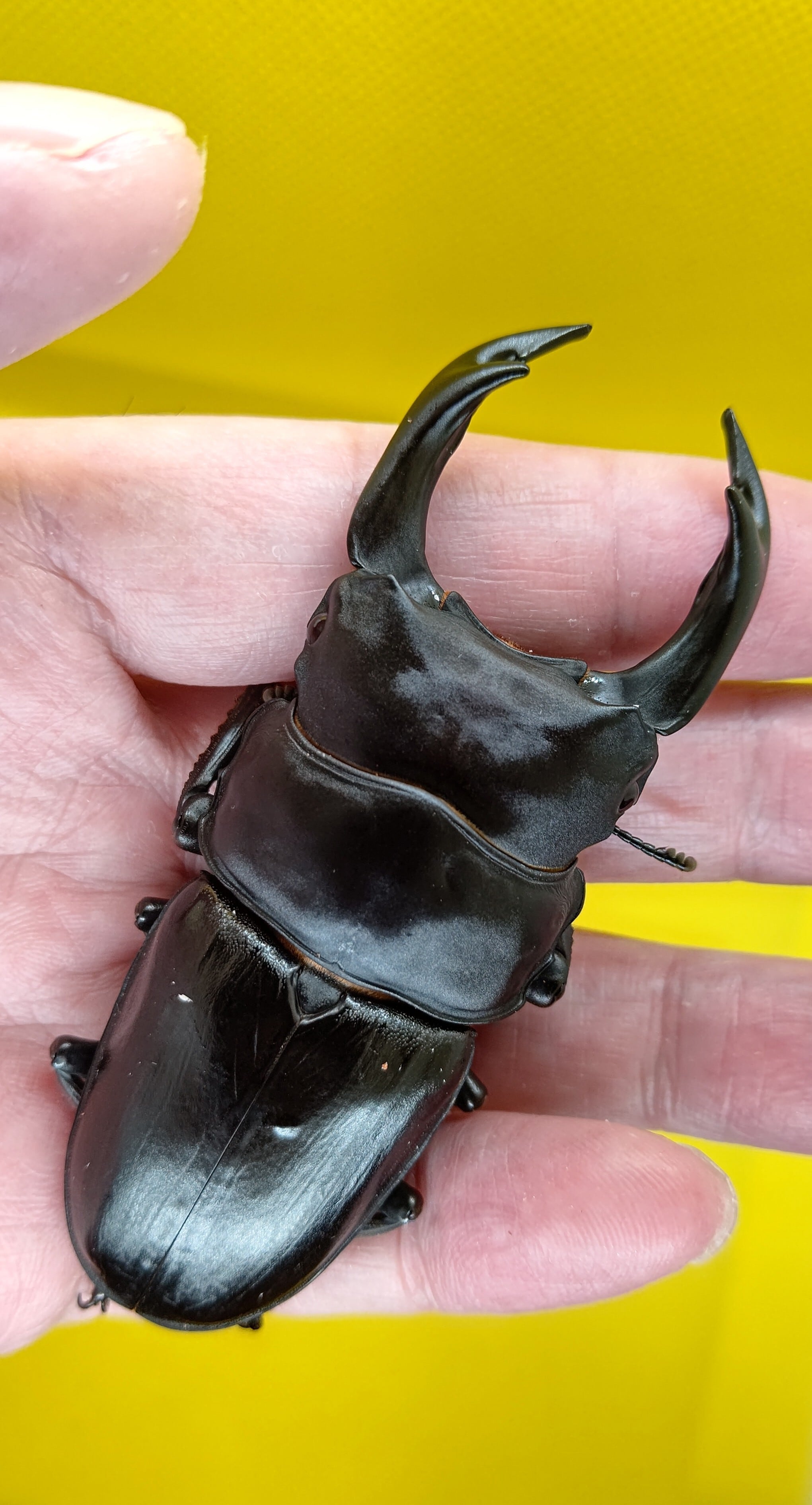 能勢YGオオクワガタ10ペア