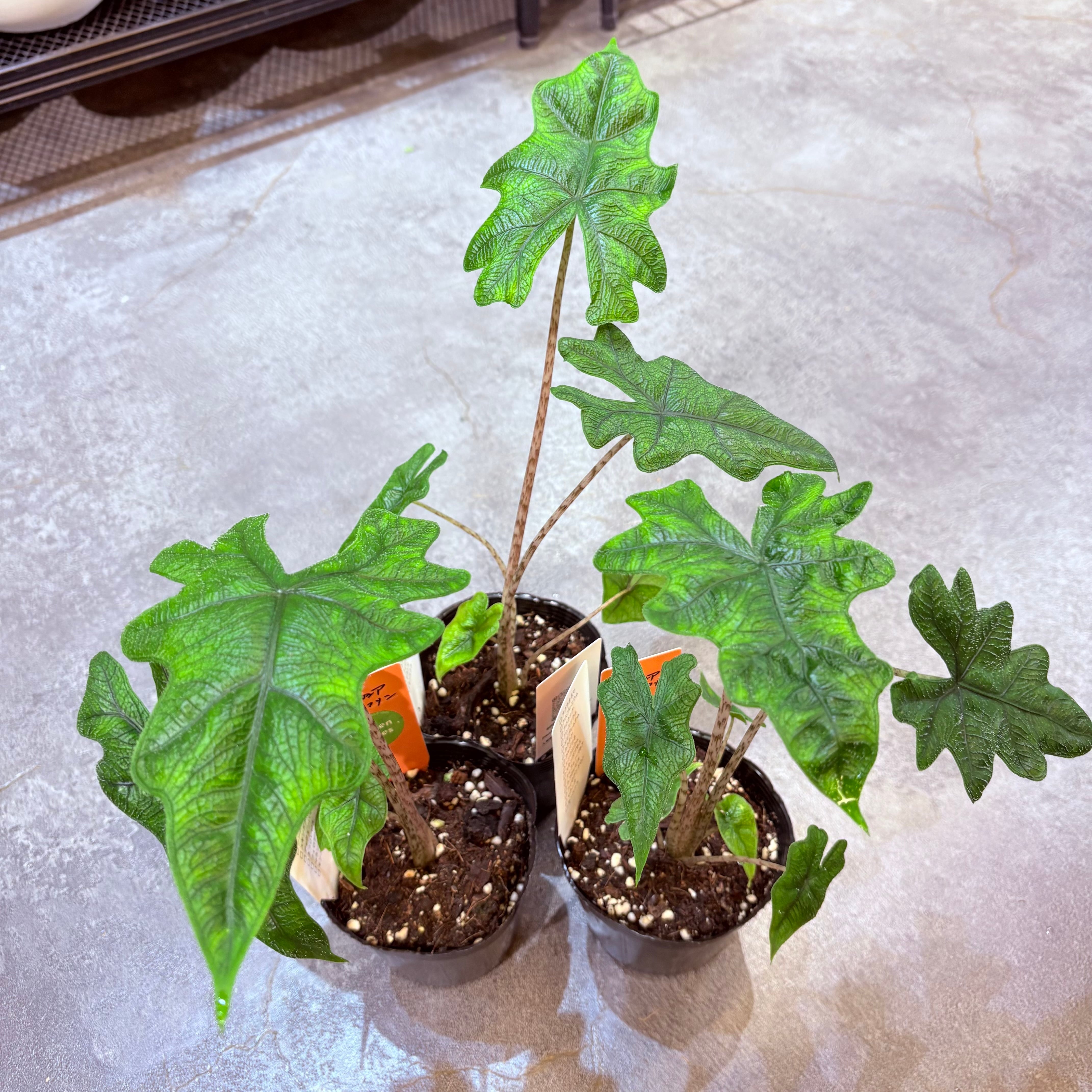 アロカシア ジャックリン 3.5号 | Green Vibes 宇都宮市の観葉植物専門店