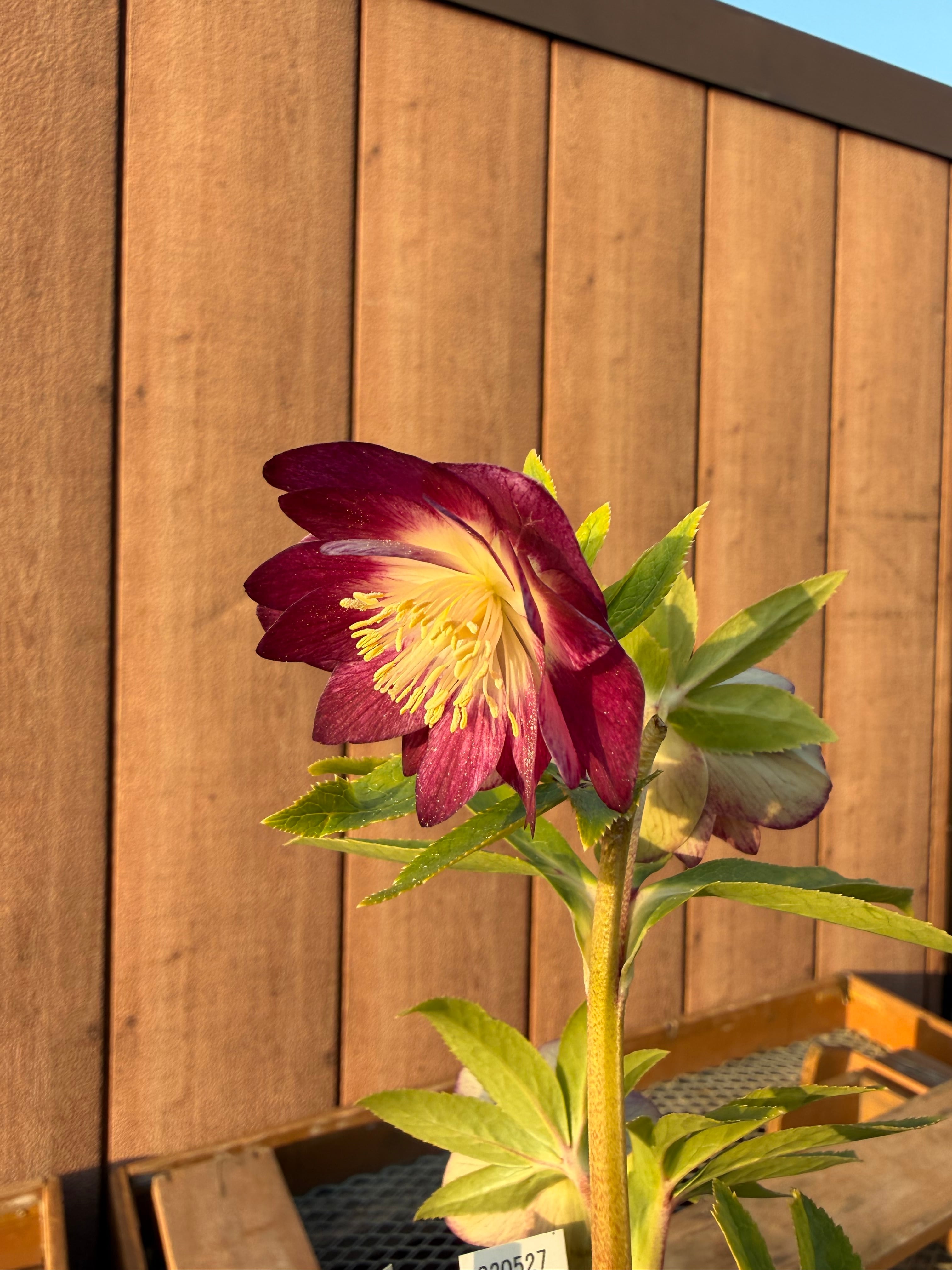 キラメキ☆底抜けレッドゴールドリバーシブル紅白系 加藤農園