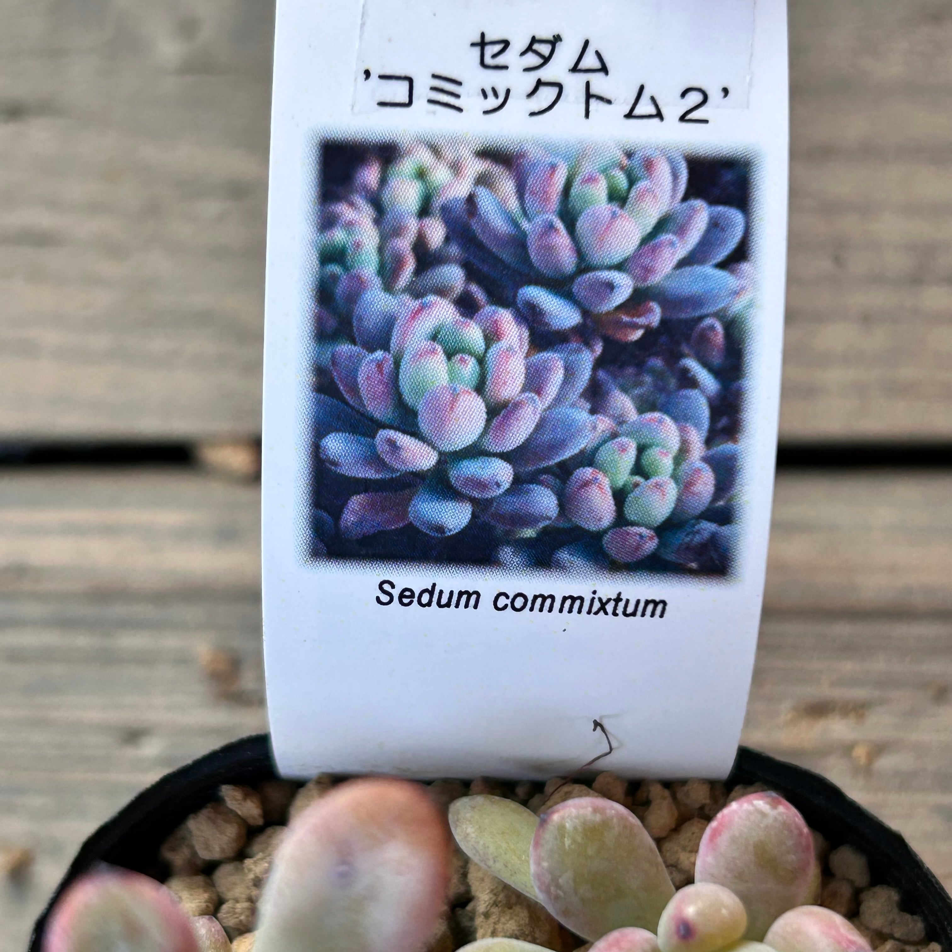 コミックトム2 | RuPo 多肉植物専門店